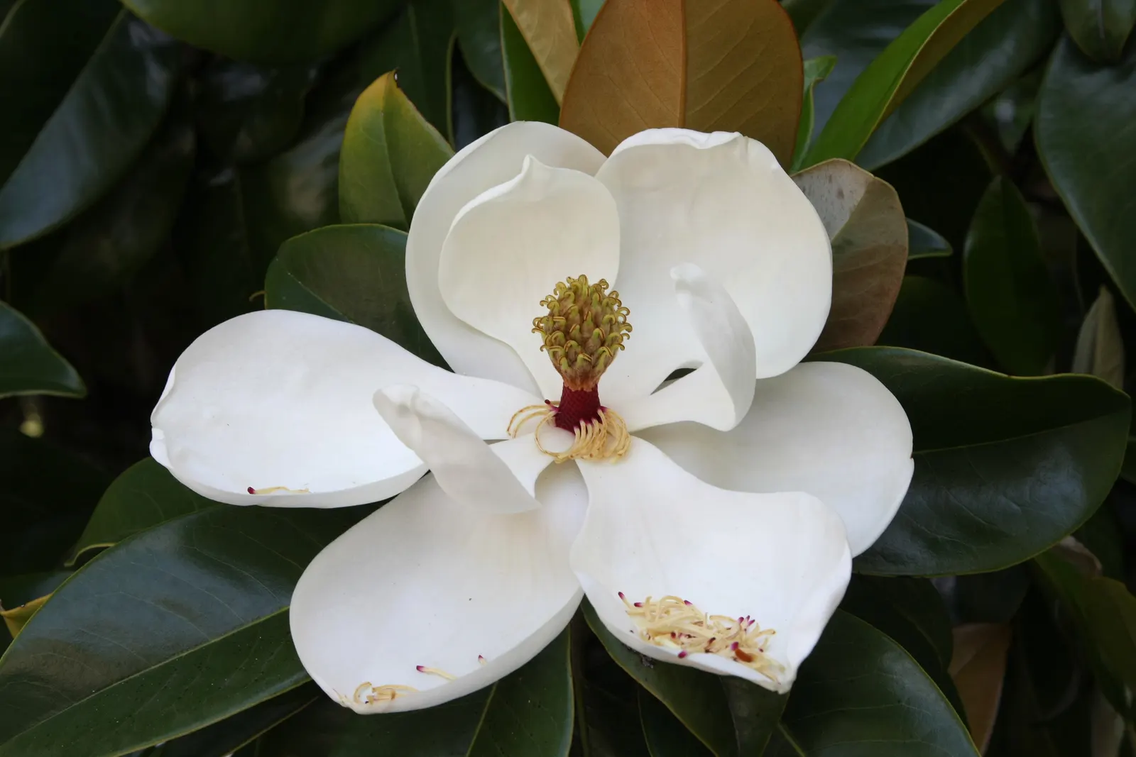 Southern Magnolia (Magnolia Grandiflora) — This species is drought tolerant once established and requires minimal pruning; perfect as a specimen or screen