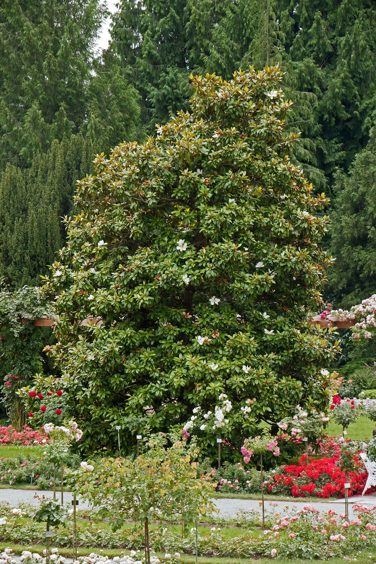 Southern Magnolia (Magnolia Grandiflora) — tree for full or half; making it a cherished addition for any client