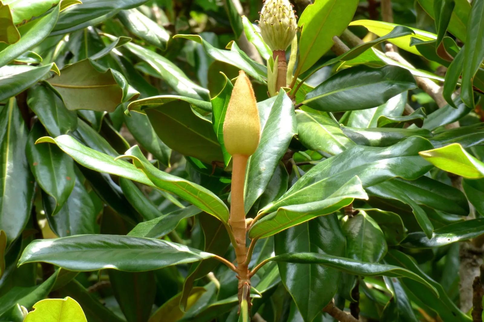 Southern Magnolia (Magnolia Grandiflora) — Perfect as a specimen or screen