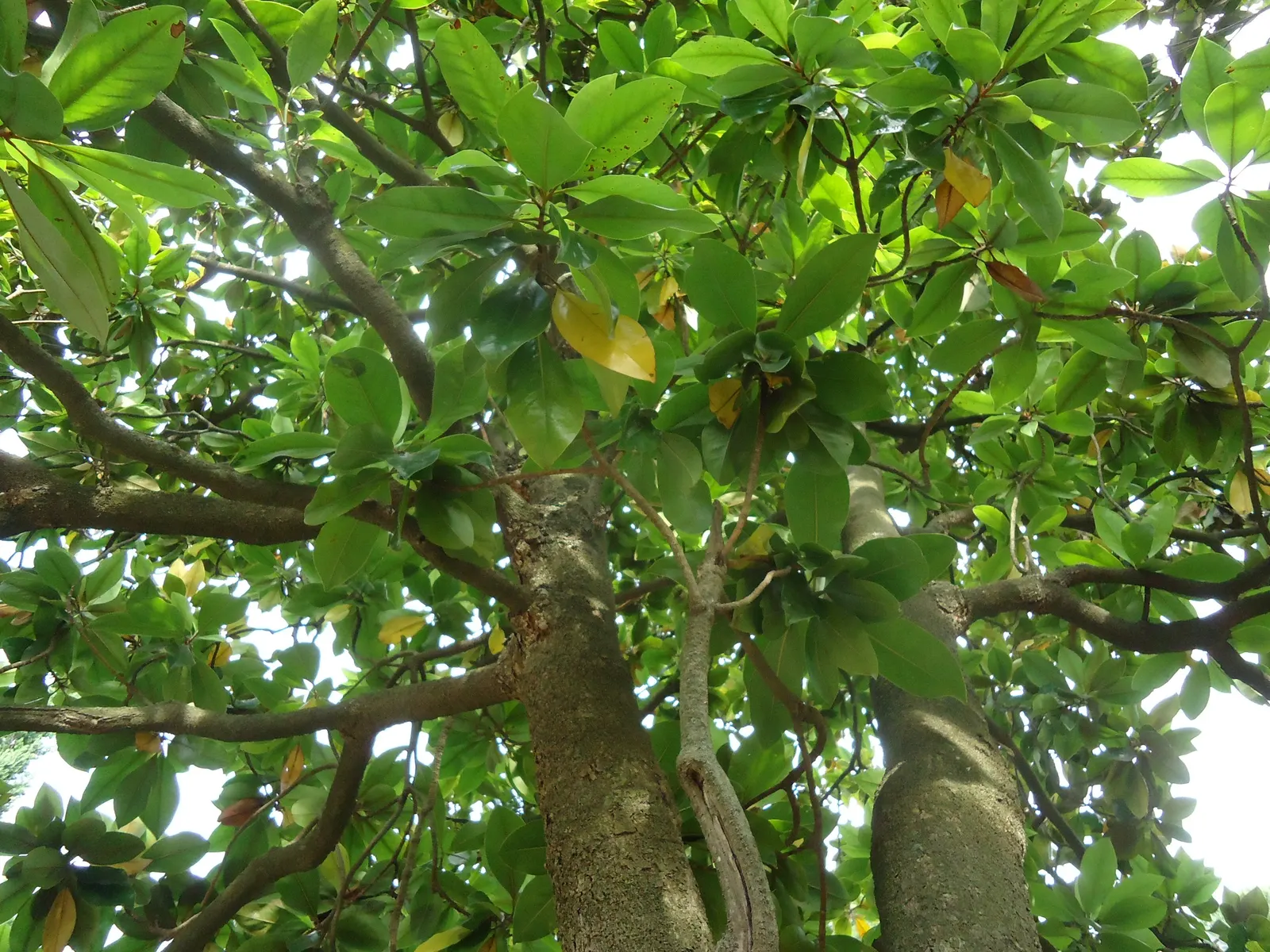 Southern Magnolia (Magnolia Grandiflora) — is an evergreen tree that provides year-round interest in any landscape design; they are hardy in USDA, image 53