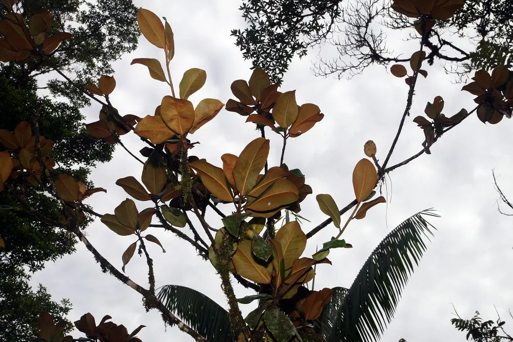 Southern Magnolia (Magnolia Grandiflora) — creamy white flowers which can span an impressive 8 to 12 inches in diameter; the Southern Magnolia (Magnolia