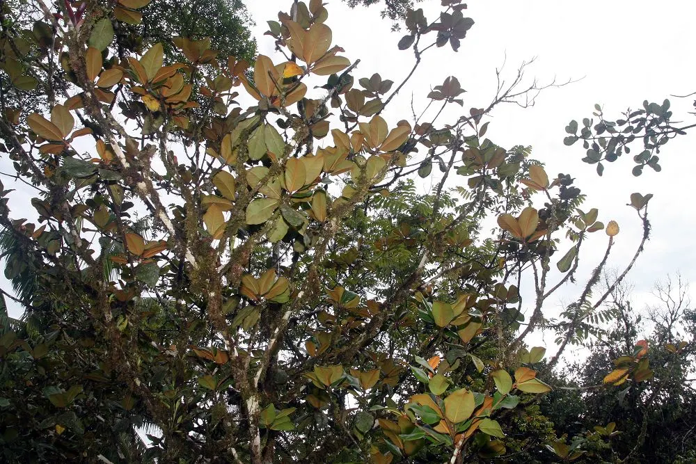 Southern Magnolia (Magnolia Grandiflora) — is an evergreen tree that provides year-round interest in any landscape design; they are hardy in USDA zones 7