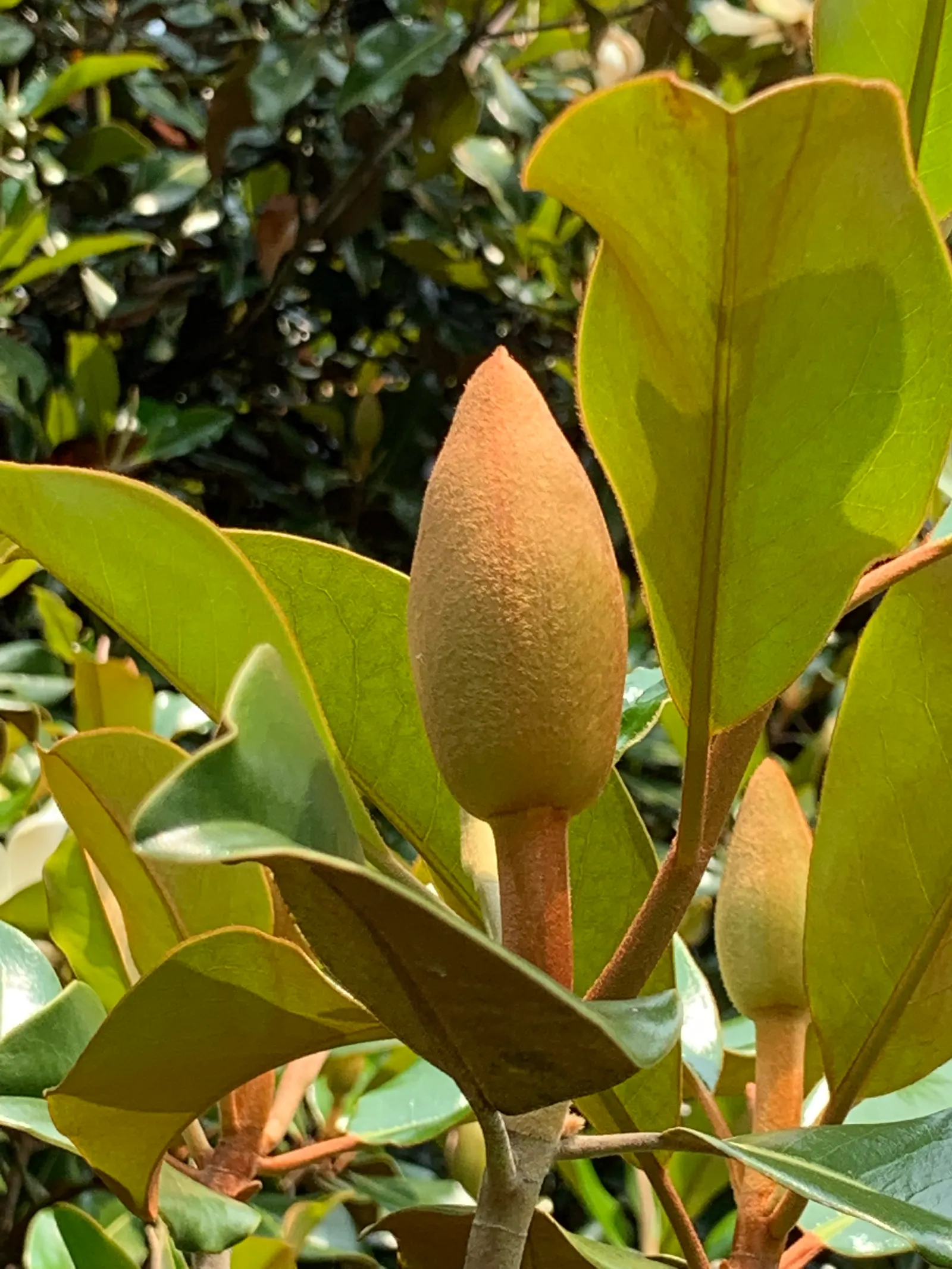 Southern Magnolia (Magnolia Grandiflora) — This species is drought tolerant once established and requires minimal pruning