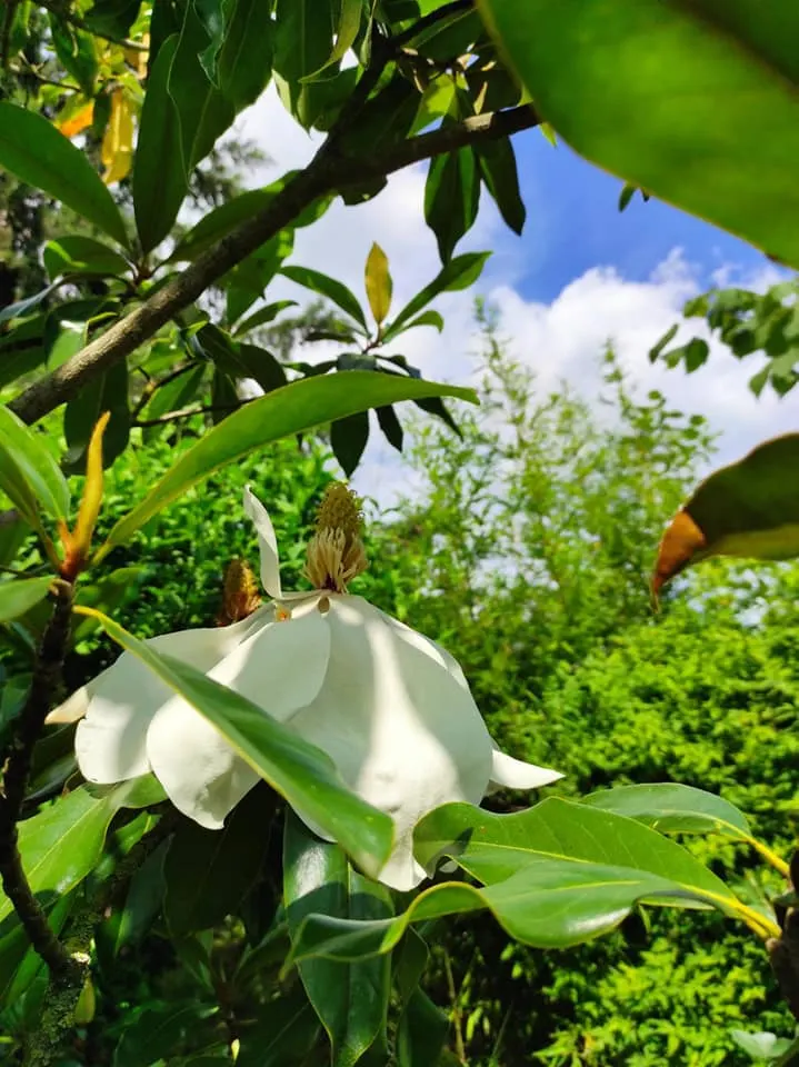 Southern Magnolia (Magnolia Grandiflora) — The Southern Magnolia (Magnolia grandiflora); glossy green leaves and magnificent, image 51