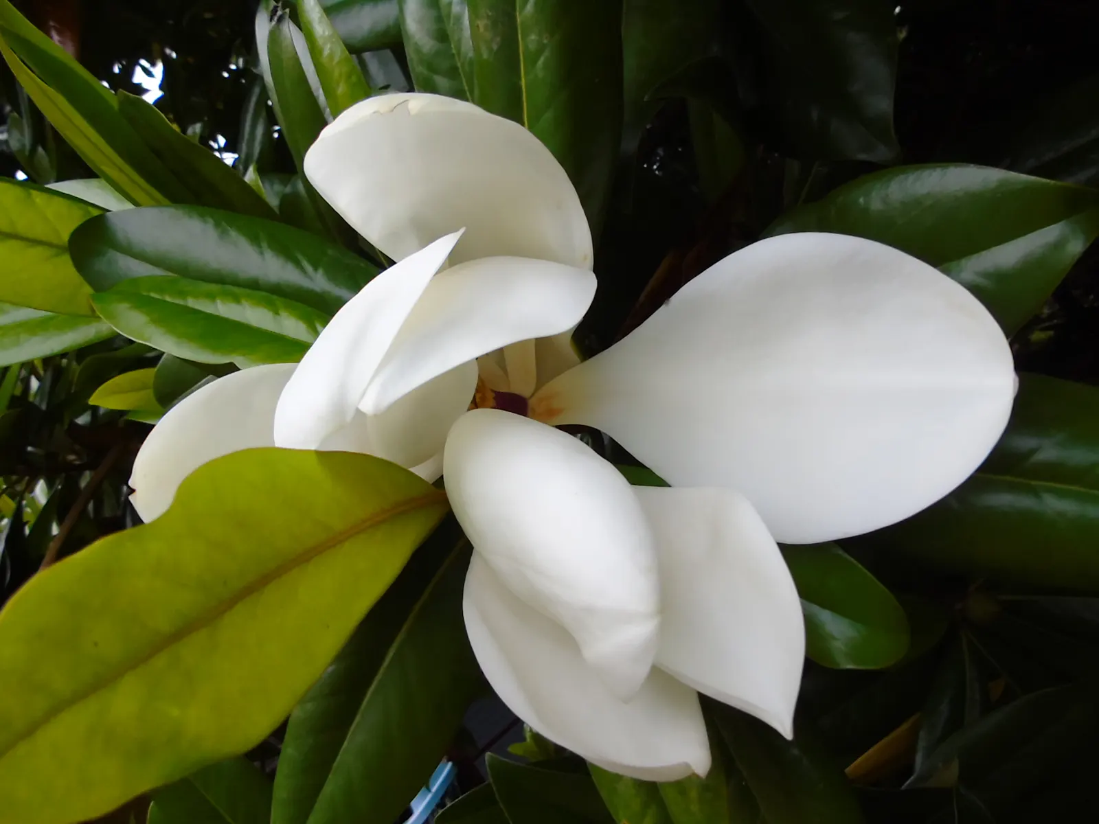 Southern Magnolia (Magnolia Grandiflora) — is an evergreen tree that provides year-round interest in any landscape design