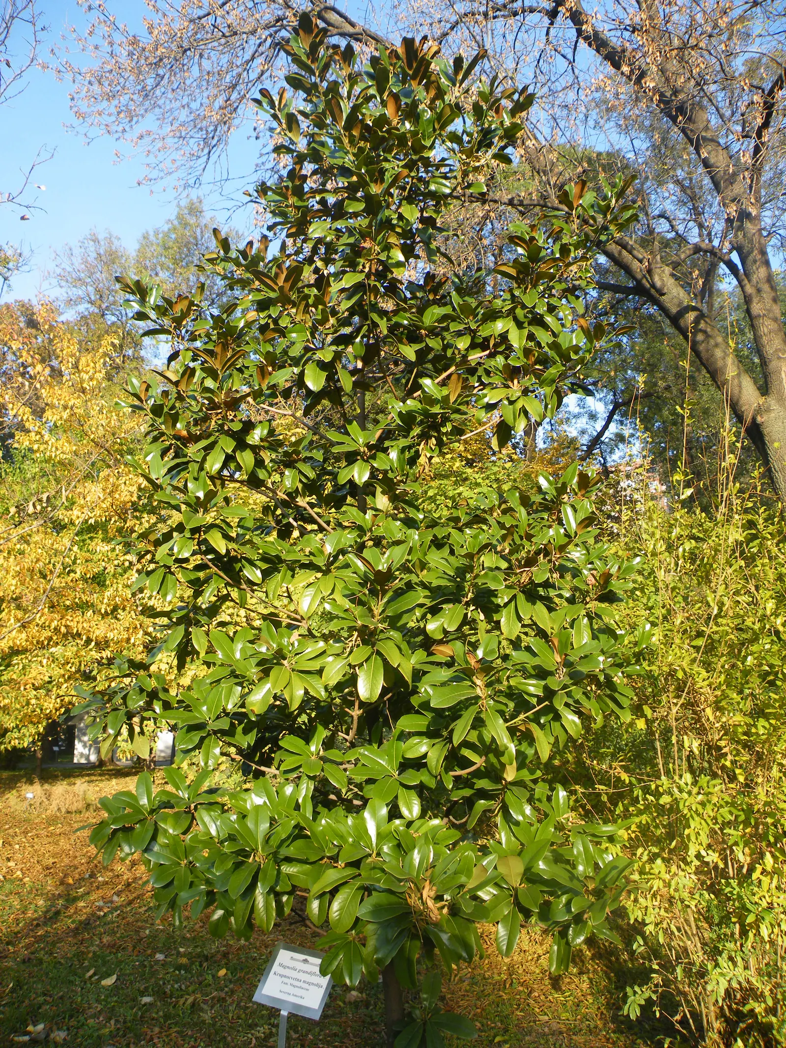 Southern Magnolia (Magnolia Grandiflora) — this majestic tree reaches heights between 60 to 80 feet with a spread of 30 to 50 feet at maturity, image 55