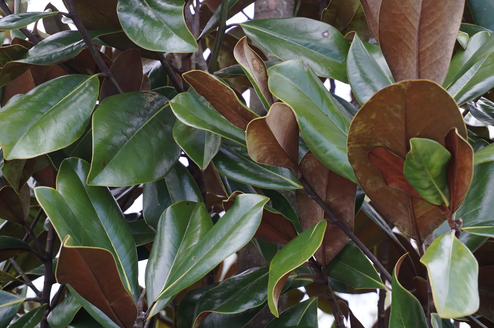 Southern Magnolia (Magnolia Grandiflora) — tree with white blooms; leathery leaves that are a dark green on the top with a rust-colored