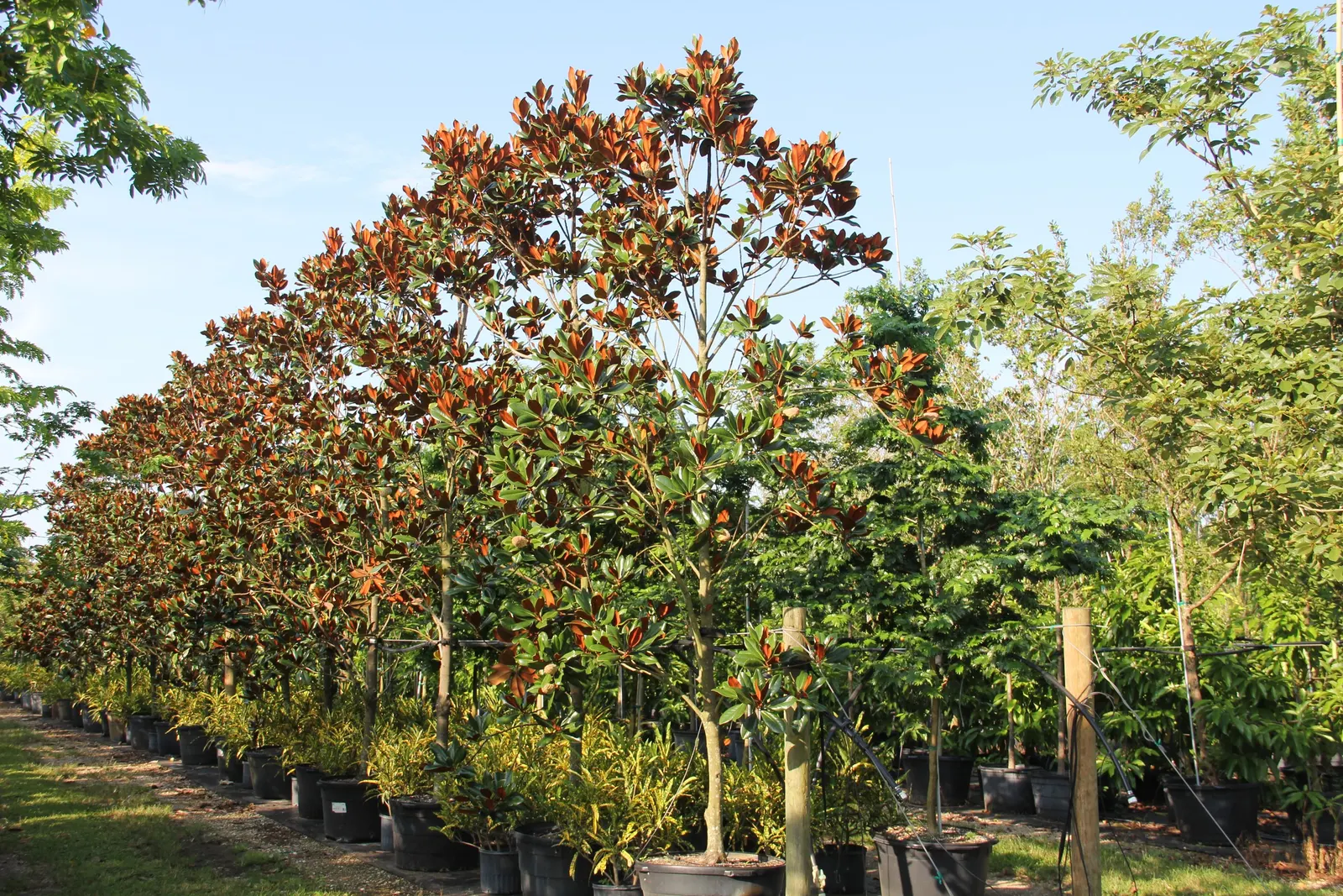 Southern Magnolia (Magnolia Grandiflora) — tree with white blooms