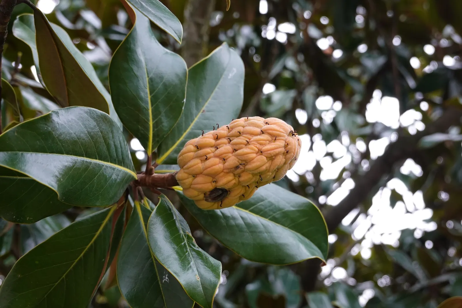 Southern Magnolia (Magnolia Grandiflora) — esteemed for its striking aesthetic and robust stature; is an evergreen tree that provides year-round, image 52