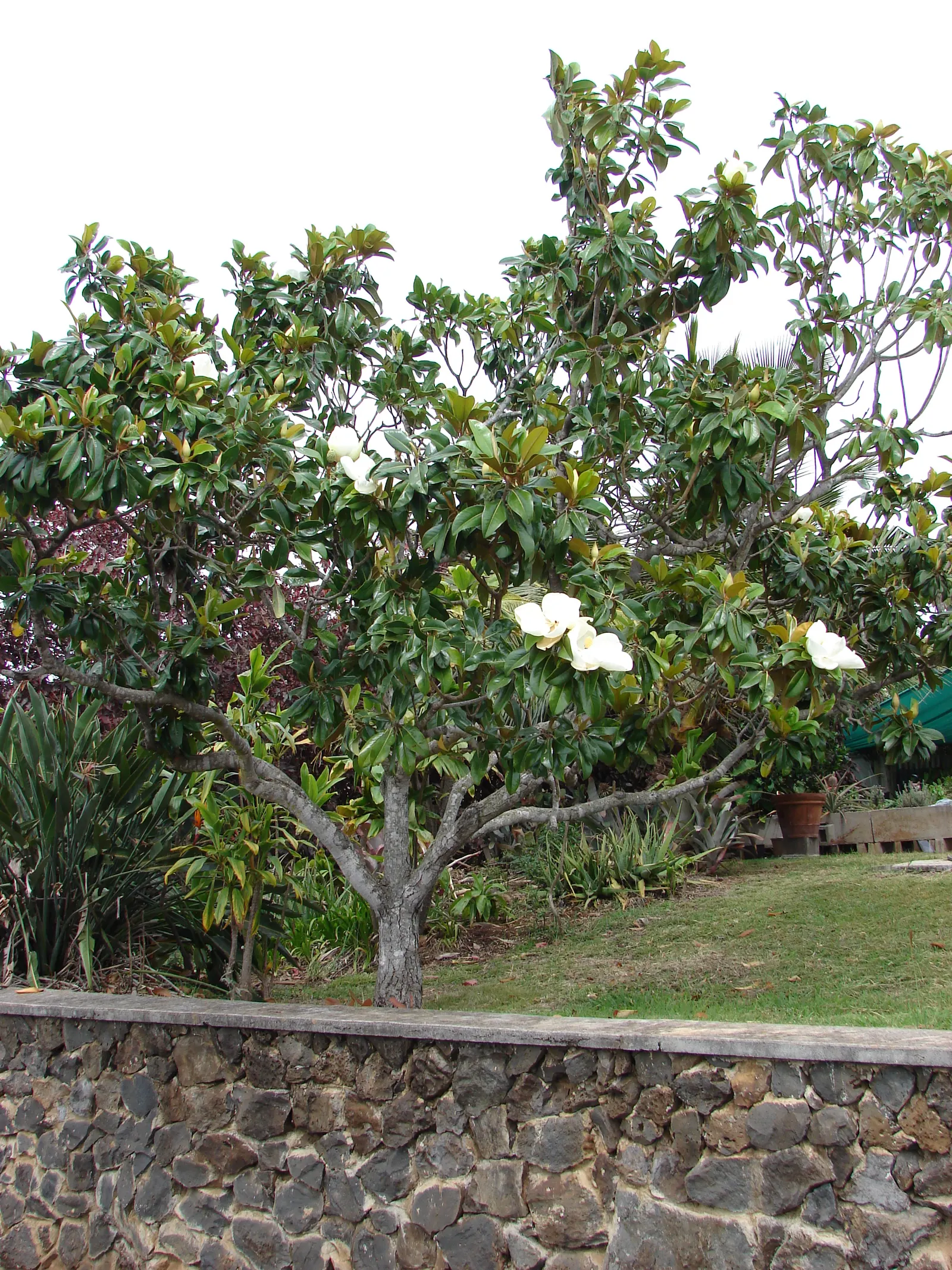 Southern Magnolia (Magnolia Grandiflora) — leathery leaves that are a dark green on the top with a rust-colored; known for their rich fragrance, image 56