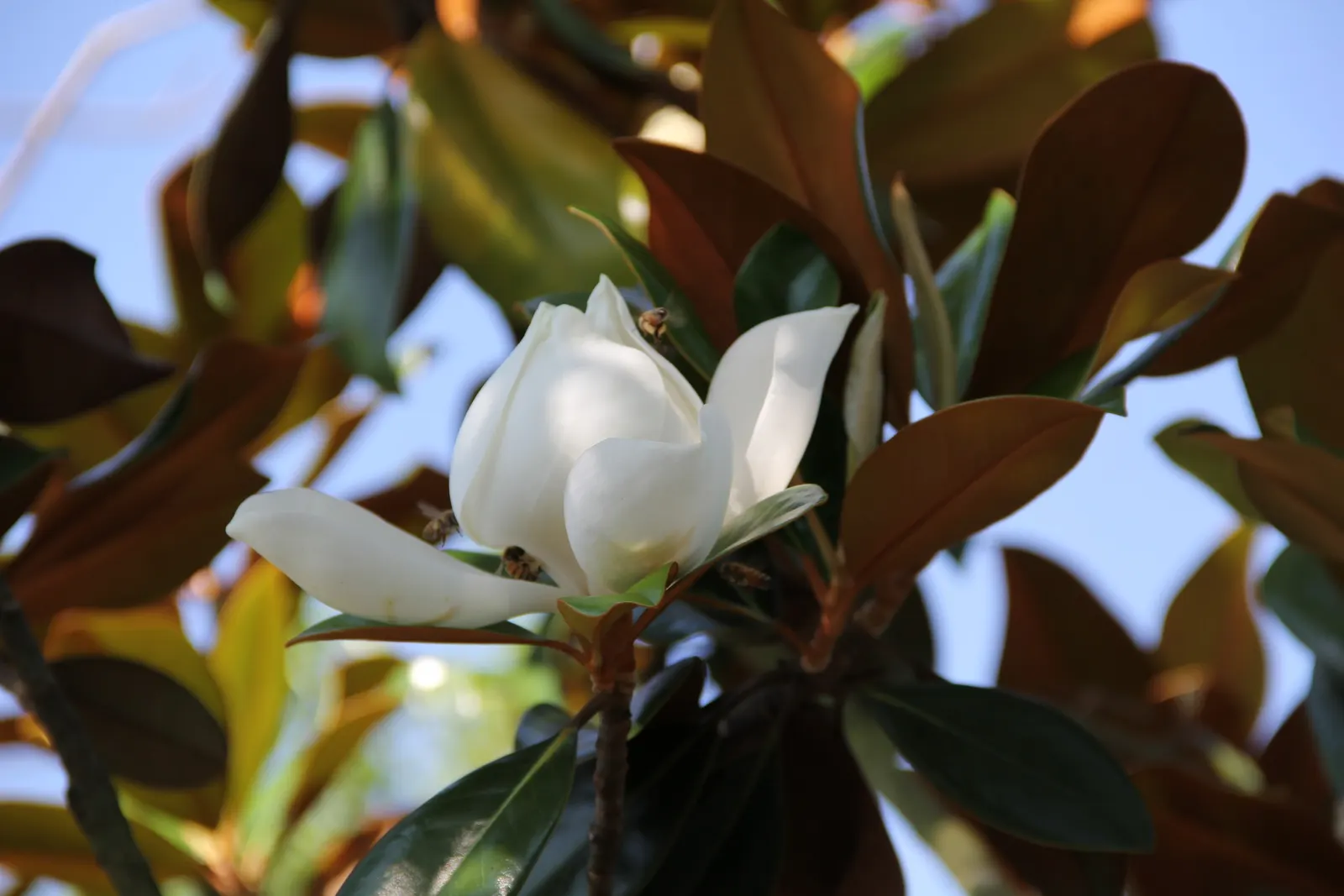 Southern Magnolia (Magnolia Grandiflora) — Native to the southeastern United States; the Southern Magnolia (Magnolia grandiflora) is an iconic, image 54