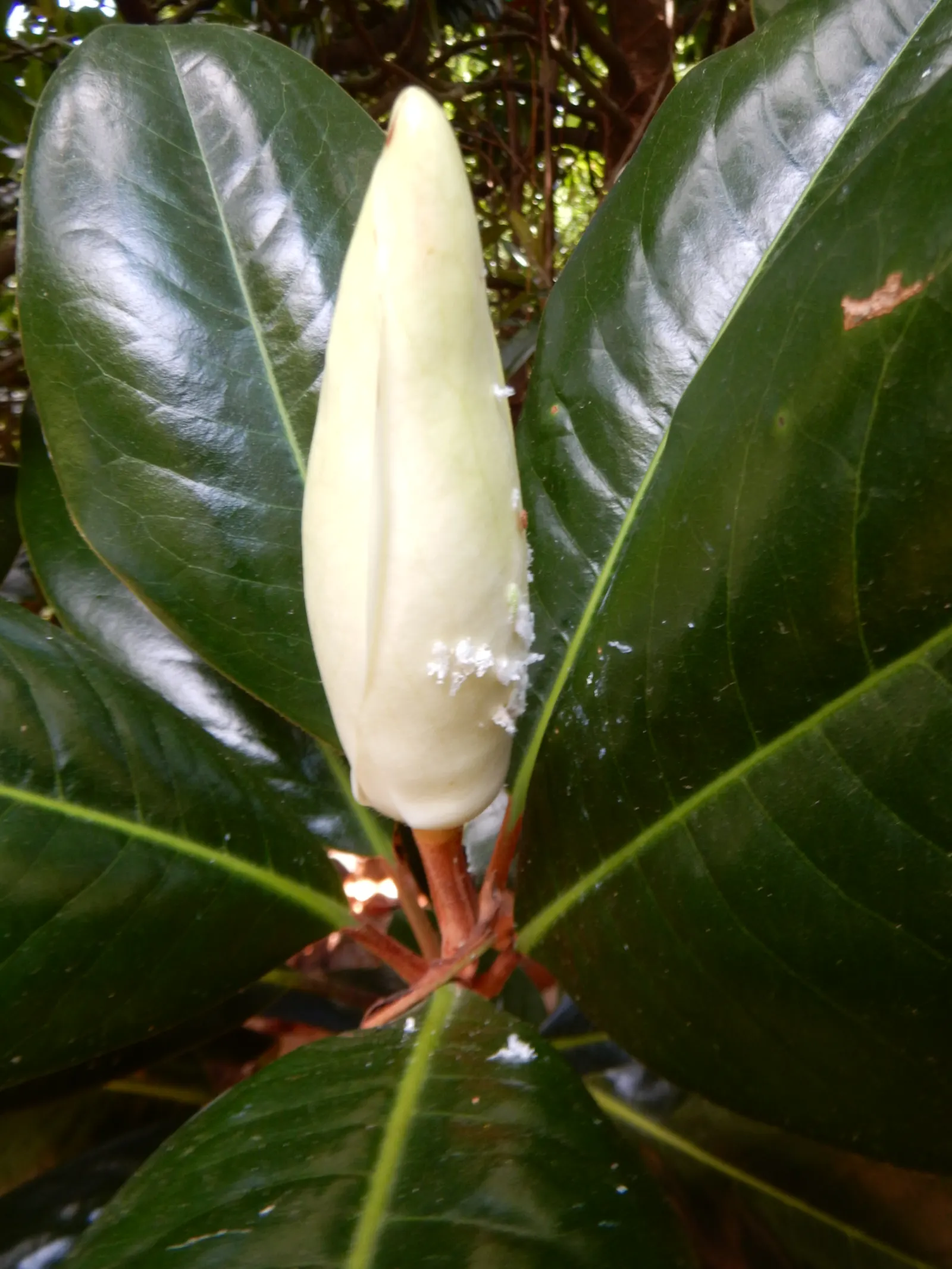 Southern Magnolia (Magnolia Grandiflora) — Perfect as a specimen or screen; this species is drought tolerant once established and requires minimal pruning