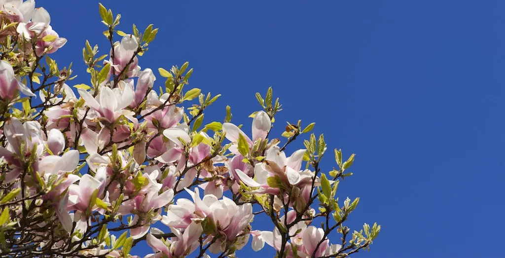 Southern Magnolia (Magnolia Grandiflora) — Native to the southeastern United States; the Southern Magnolia (Magnolia grandiflora) is an iconic evergreen tree