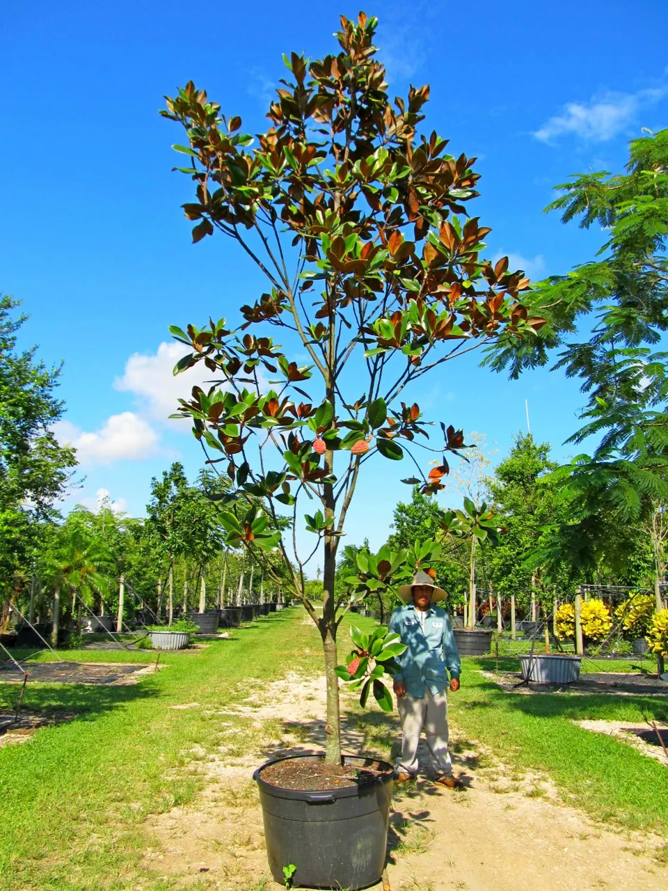Southern Magnolia (Magnolia Grandiflora) — glossy green leaves and magnificent