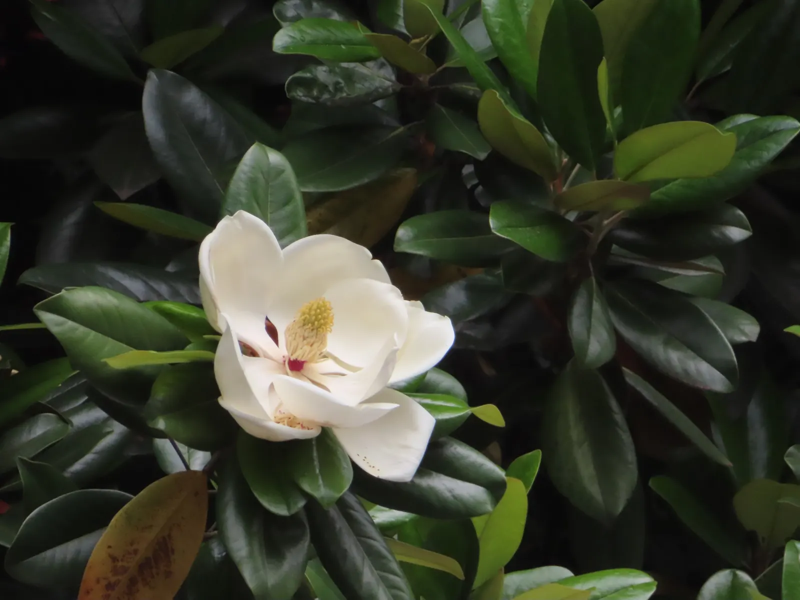 Southern Magnolia (Magnolia Grandiflora) — Its presence is not just a visual asset but also enhances the sensory appeal of a garden; fuzzy