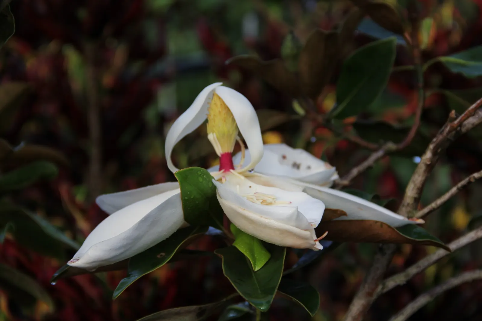 Southern Magnolia (Magnolia Grandiflora) — white flowers in the garden; this stately tree thrives in full sun to partial shade and prefers well-drained, acidic