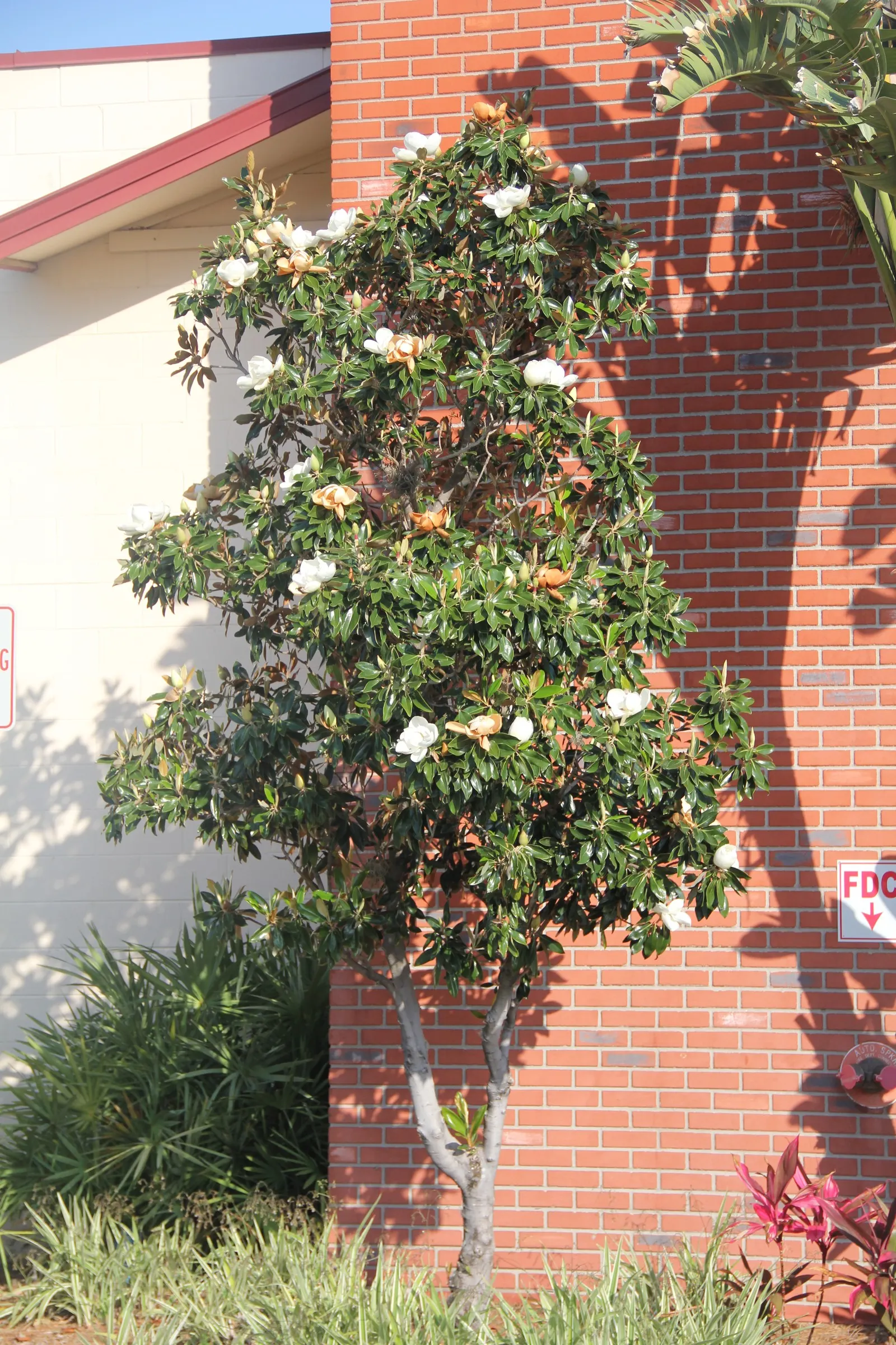 Southern Magnolia (Magnolia Grandiflora) — fuzzy underside.<br><br>One of the most captivating features of the Southern Magnolia is its aromatic, image 57