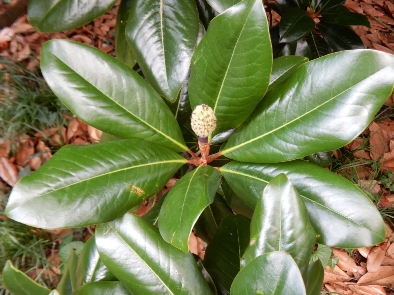 Southern Magnolia (Magnolia Grandiflora) — fragrant white blossoms reaching up to 12 inches in diameter; its presence is not just a visual asset, image 47