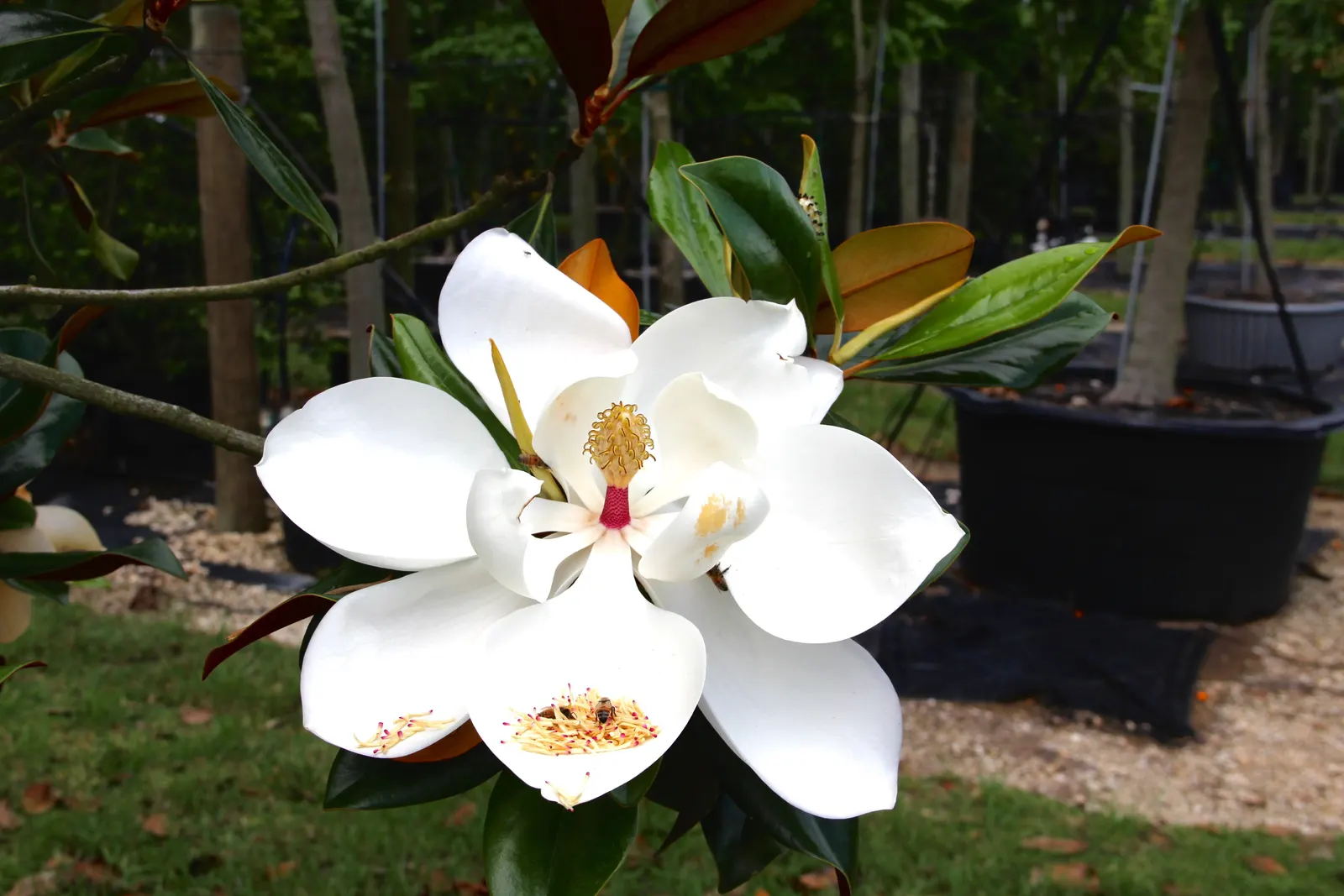Southern Magnolia (Magnolia Grandiflora) — fuzzy underside.<br><br>One of the most captivating features of the Southern Magnolia is its aromatic; tree for full
