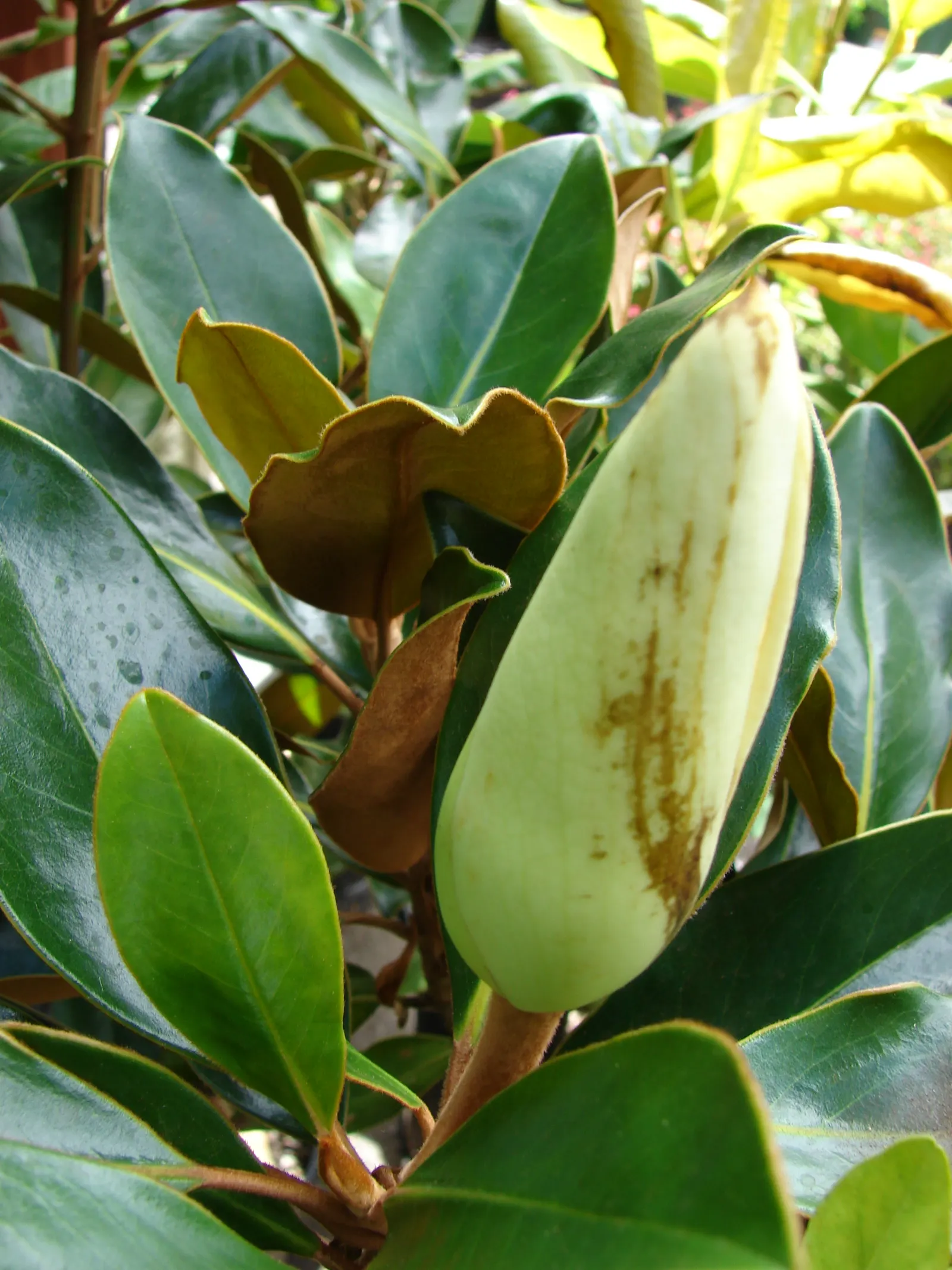 Southern Magnolia (Magnolia Grandiflora) — Its presence is not just a visual asset but also enhances the sensory appeal of a garden