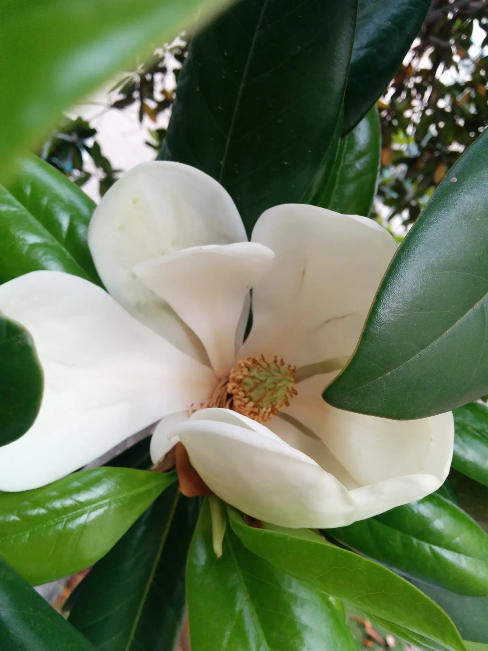 Southern Magnolia (Magnolia Grandiflora) — tree for full or half