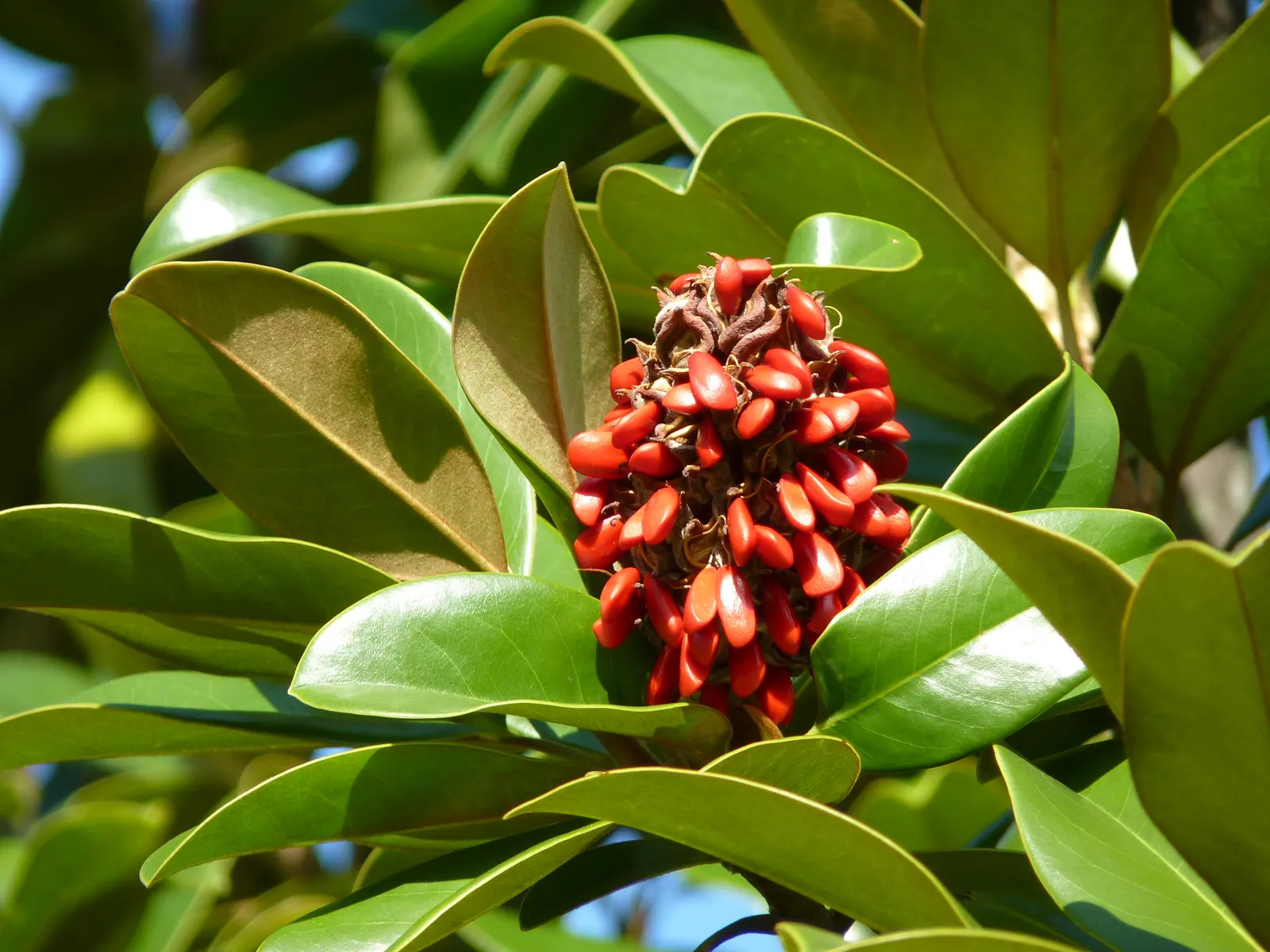Southern Magnolia (Magnolia Grandiflora) — This stately tree thrives in full sun to partial shade and prefers well-drained, acidic soil