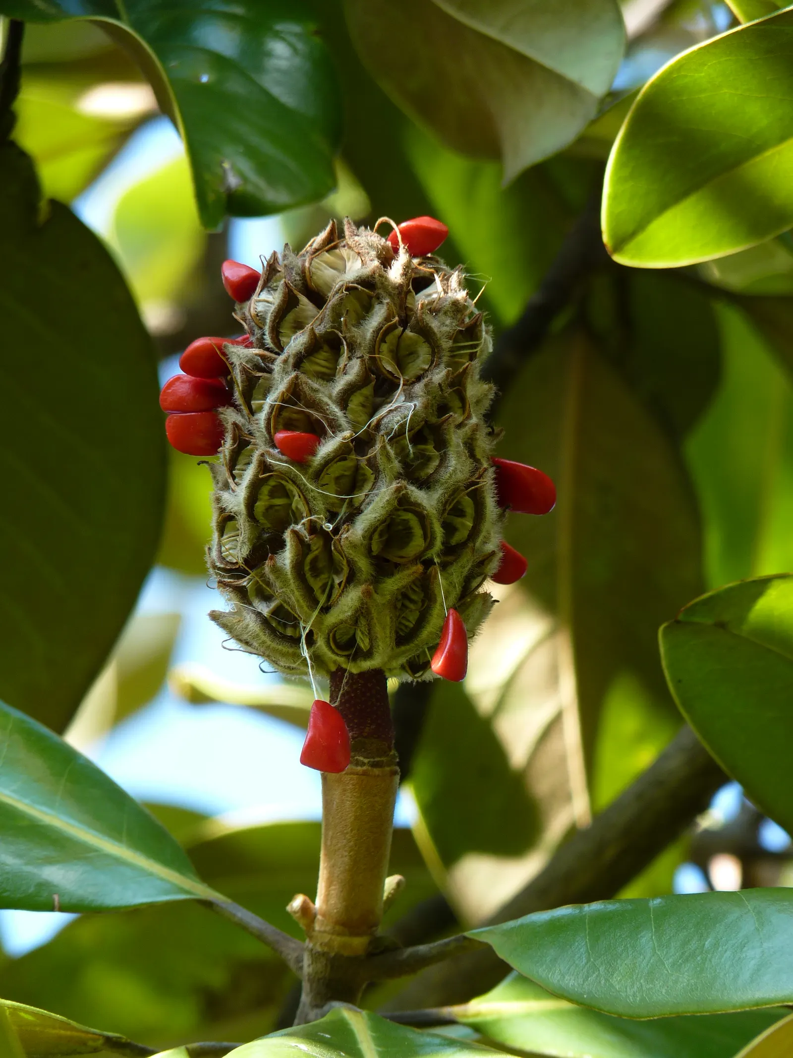 Southern Magnolia (Magnolia Grandiflora) — esteemed for its striking aesthetic and robust stature; is an evergreen tree that provides year-round interest in