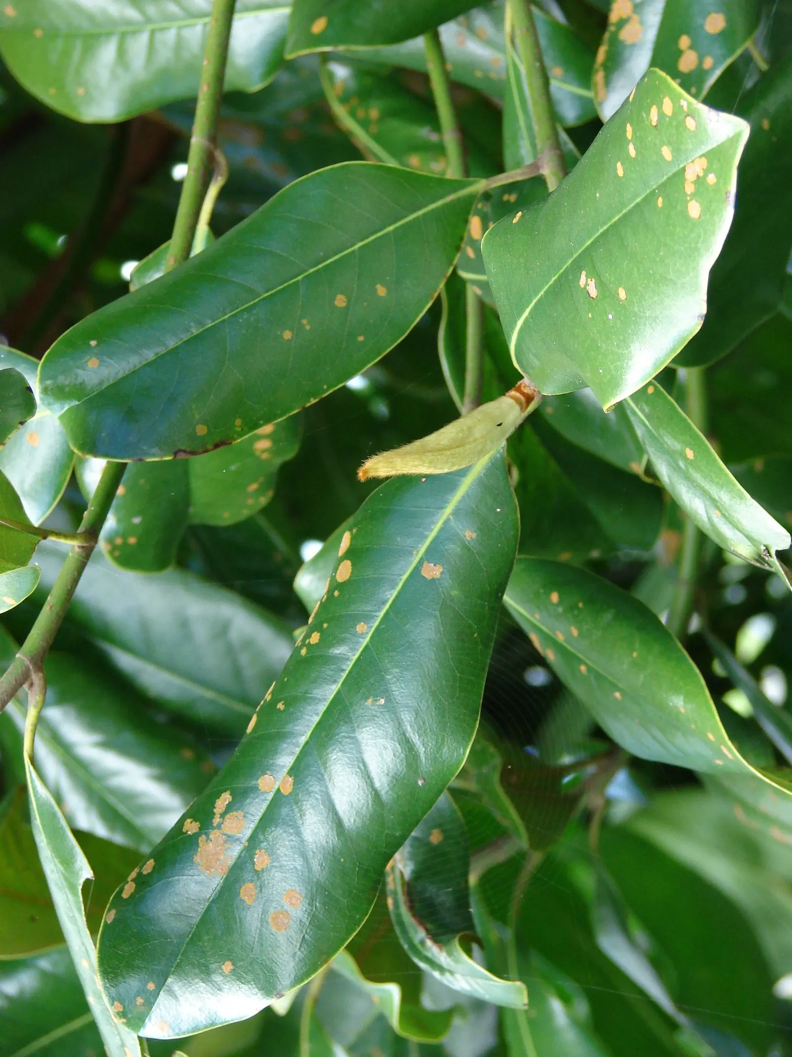 Southern Magnolia (Magnolia Grandiflora) — Native to the southeastern United States