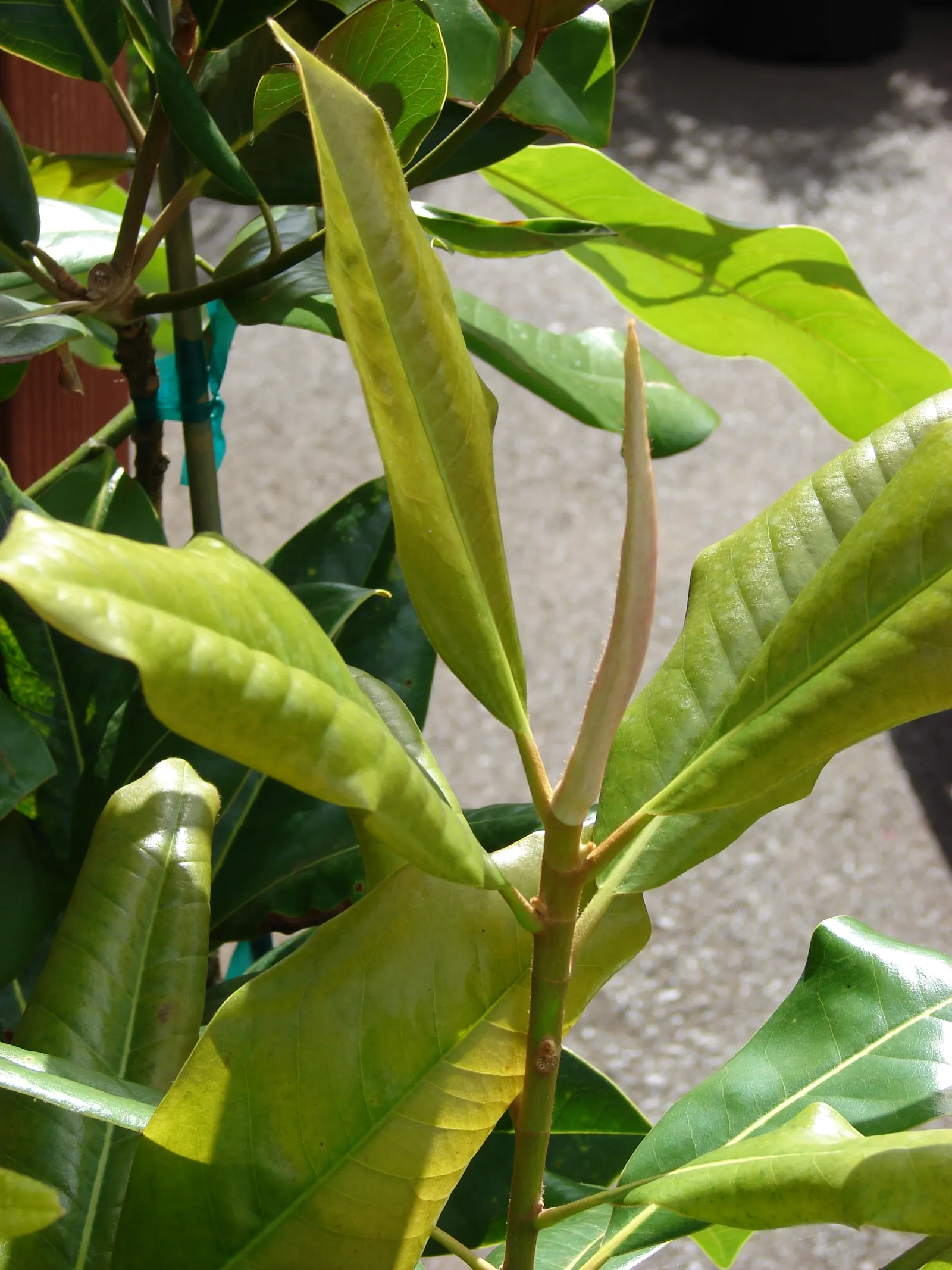 Southern Magnolia (Magnolia Grandiflora) — The Southern Magnolia (Magnolia grandiflora) is an iconic evergreen tree; it boasts a pyramidal to rounded canopy
