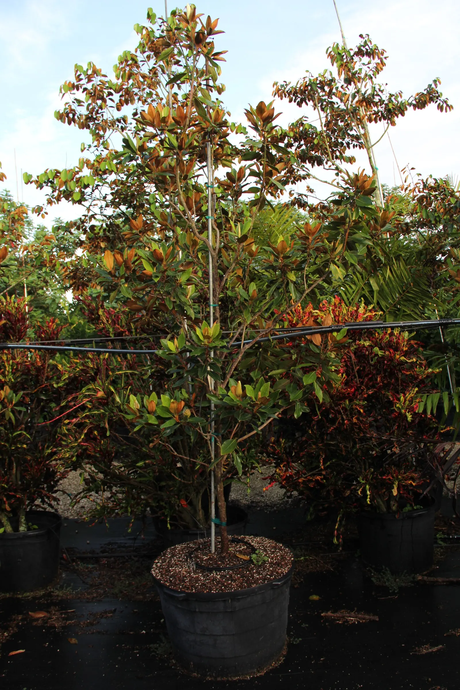 Southern Magnolia (Magnolia Grandiflora) — glossy green leaves and magnificent; this majestic tree reaches heights between 60 to 80 feet with a spread of 30 to