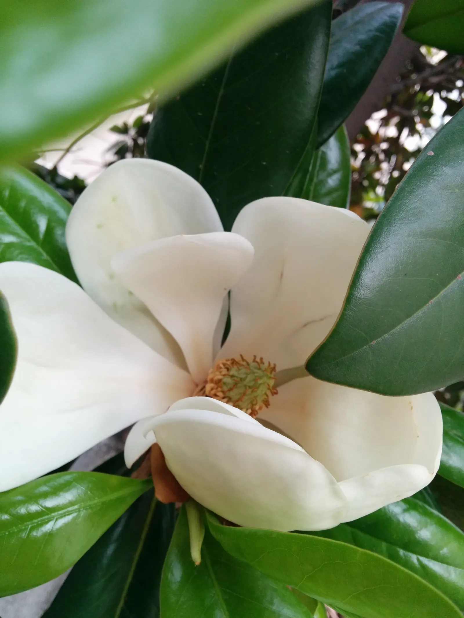 Southern Magnolia (Magnolia Grandiflora) — this majestic tree reaches heights between 60 to 80 feet with a spread of 30 to 50 feet at maturity