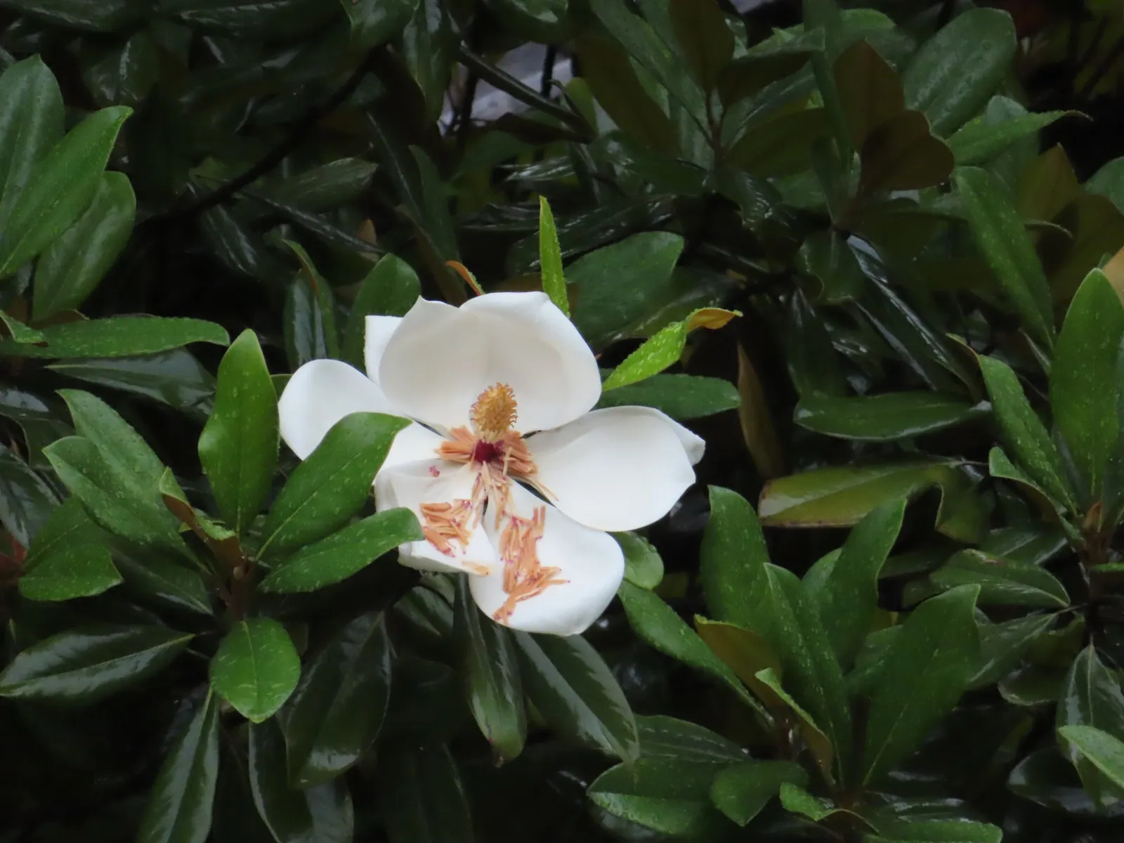 Southern Magnolia (Magnolia Grandiflora) — This stately tree thrives in full sun to partial shade and prefers well-drained, acidic soil; native to the