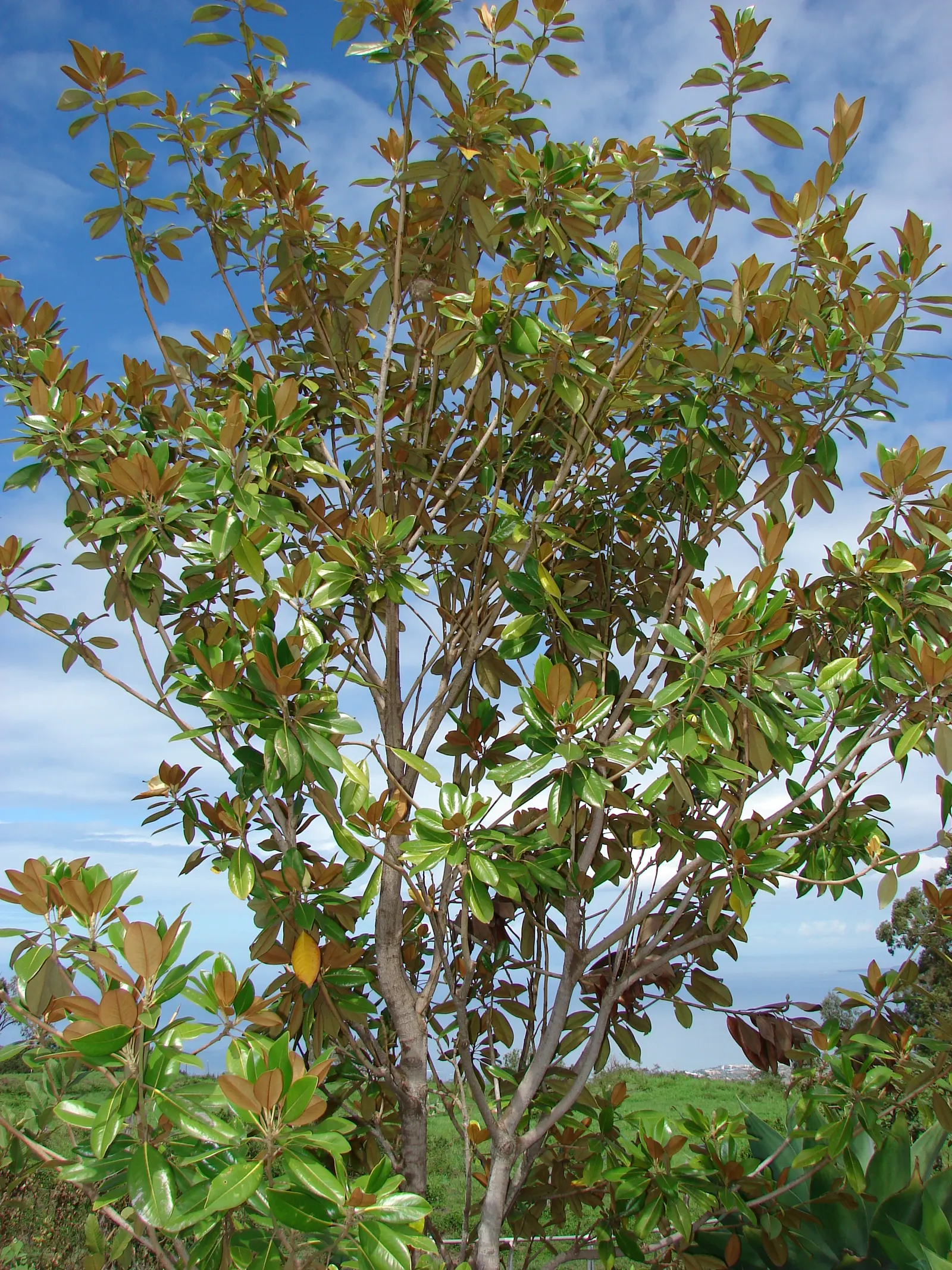 Southern Magnolia (Magnolia Grandiflora) — The Southern Magnolia (Magnolia grandiflora); glossy green leaves and magnificent