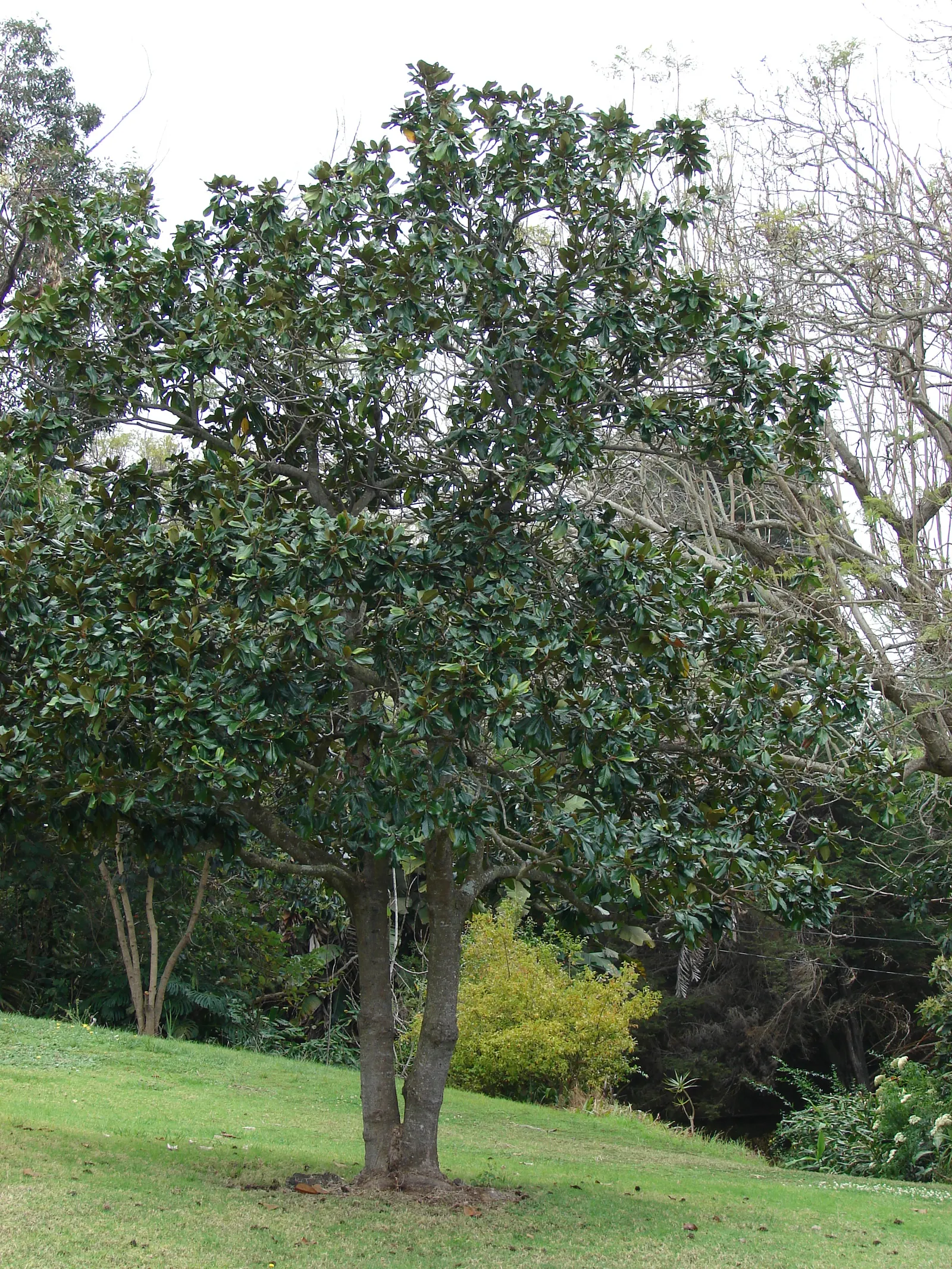 Southern Magnolia (Magnolia Grandiflora) — leathery leaves that are a dark green on the top with a rust-colored