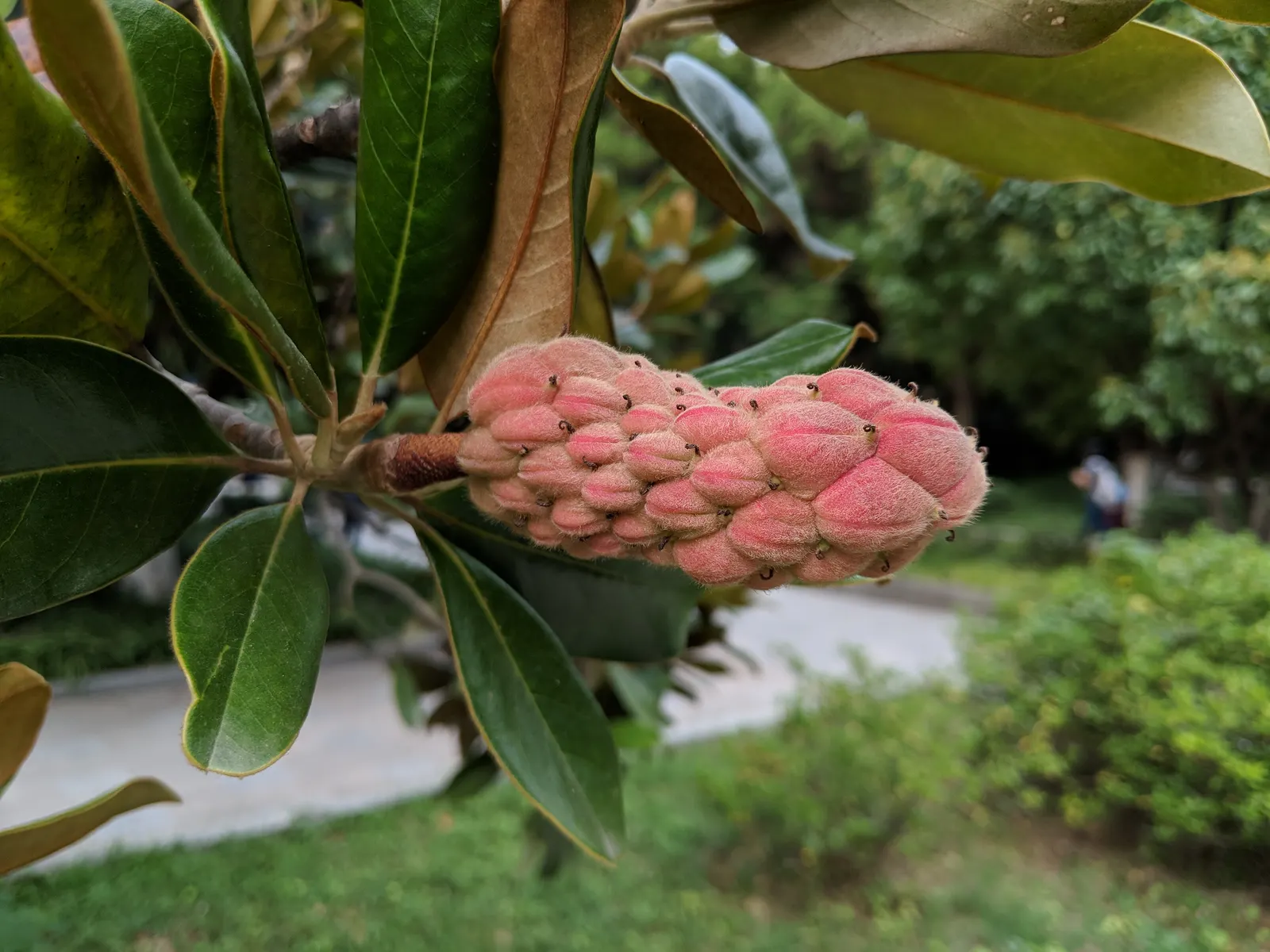 Southern Magnolia (Magnolia Grandiflora) — making it a cherished addition for any client