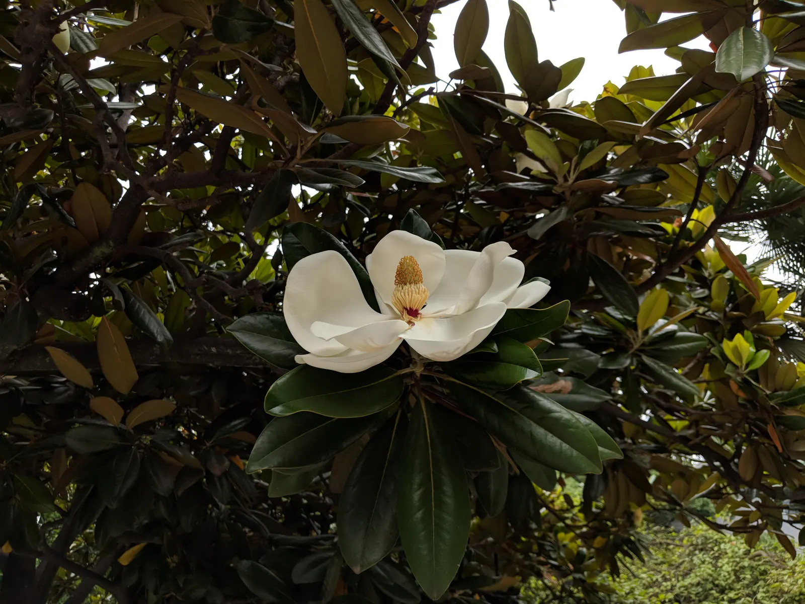 Southern Magnolia (Magnolia Grandiflora) — The Southern Magnolia (Magnolia grandiflora)