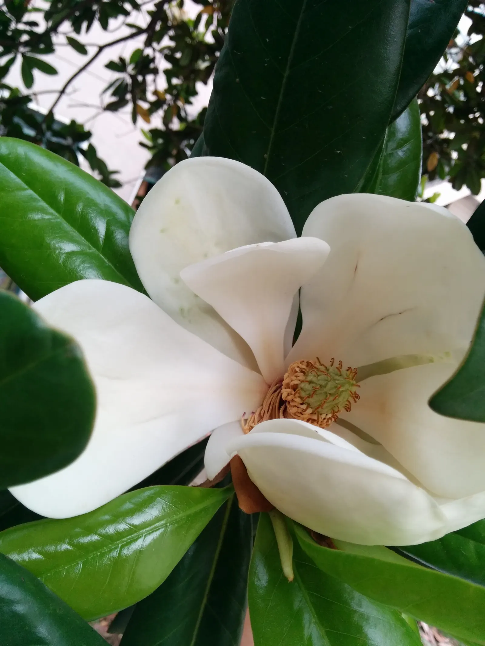 Southern Magnolia (Magnolia Grandiflora) — The Southern Magnolia (Magnolia grandiflora) is an iconic evergreen tree