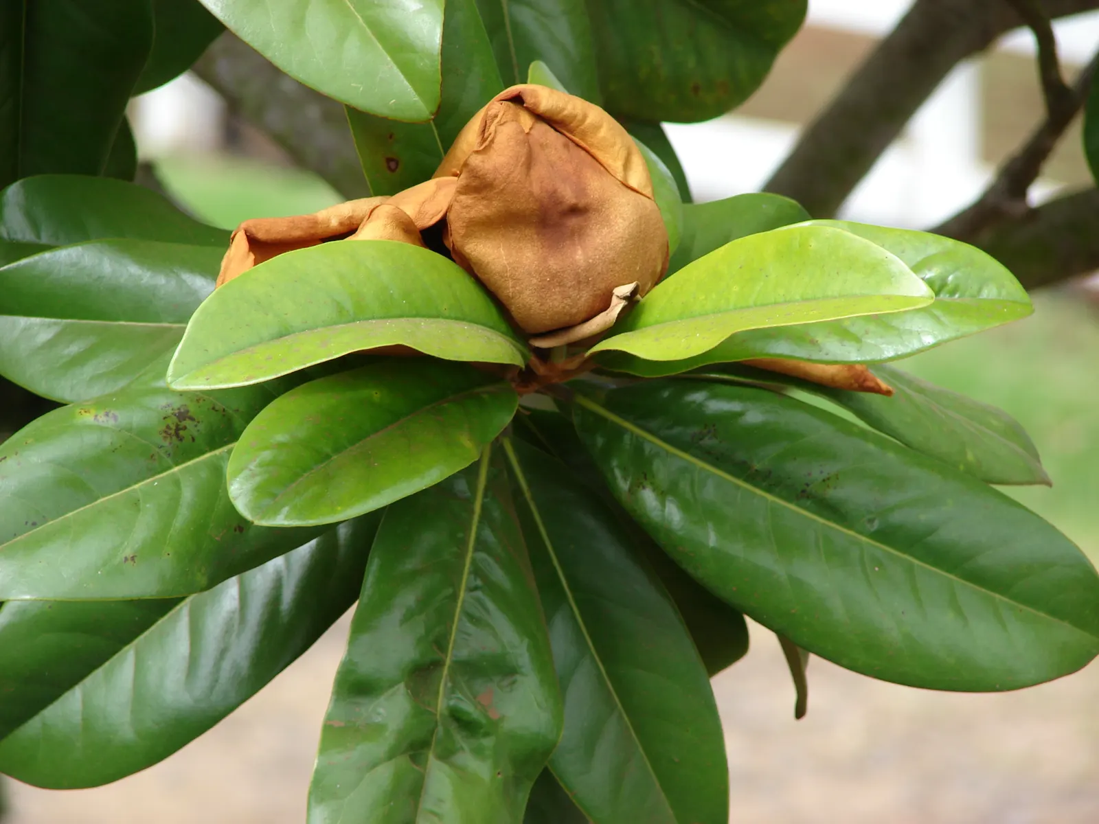 Southern Magnolia (Magnolia Grandiflora) — fragrant white blossoms reaching up to 12 inches in diameter