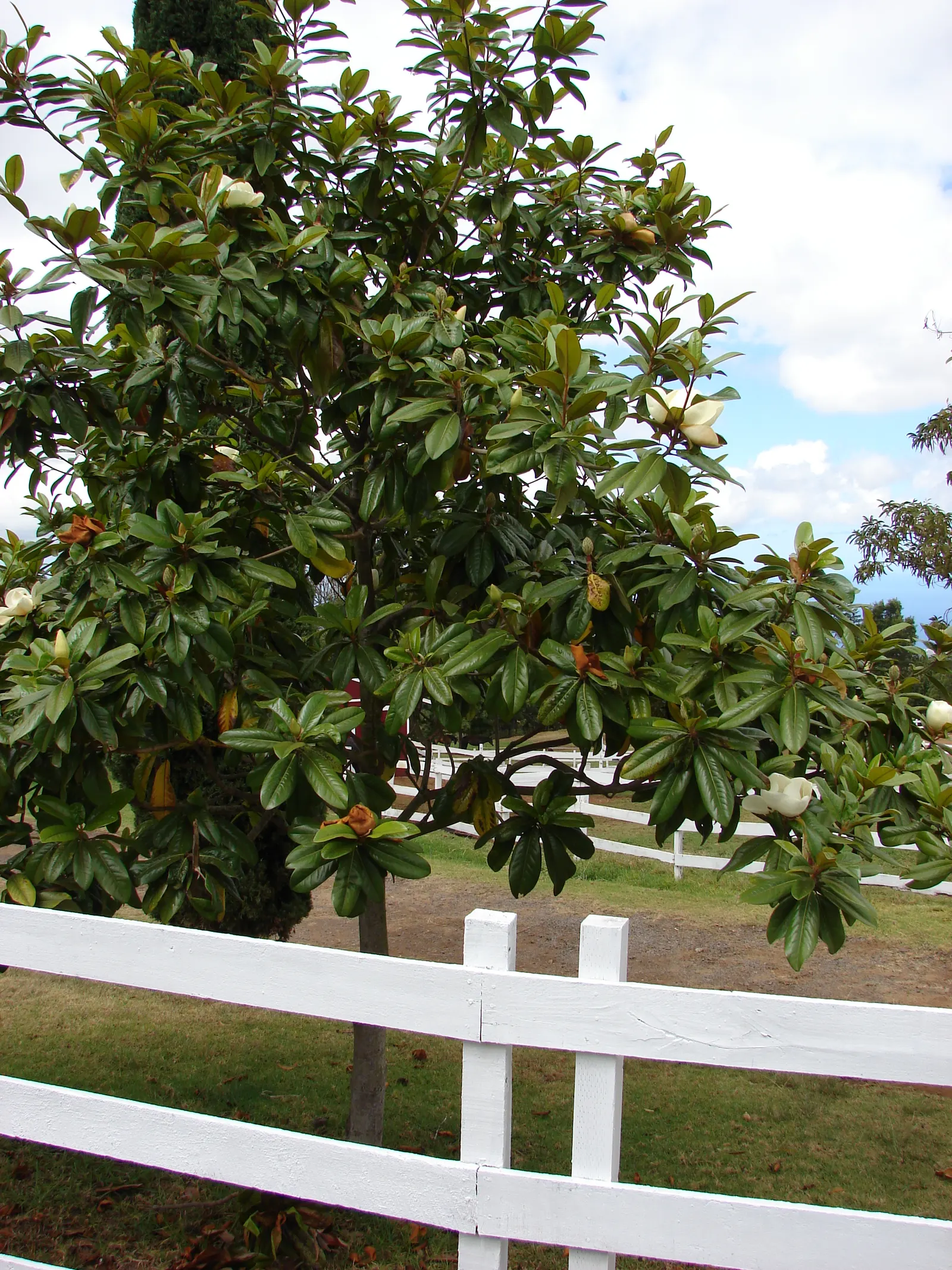 Southern Magnolia (Magnolia Grandiflora) — white flowers in the garden