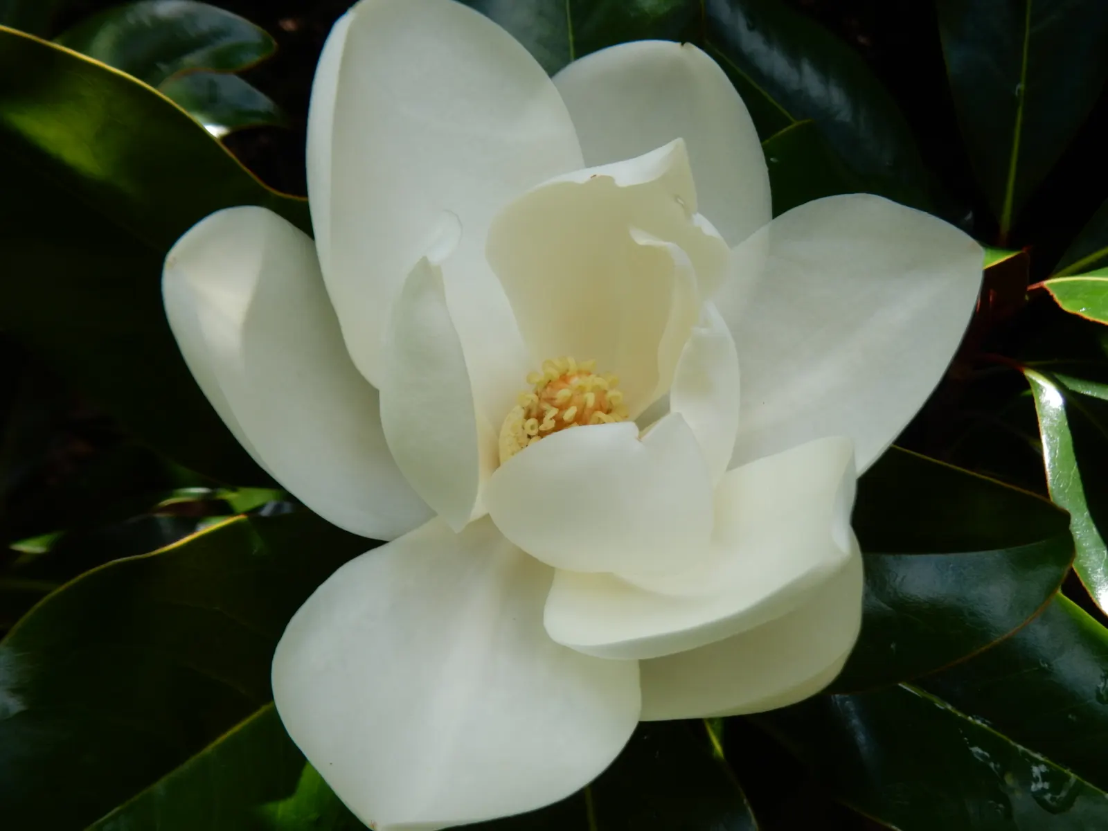 Southern Magnolia (Magnolia Grandiflora) — fragrant white blossoms reaching up to 12 inches in diameter; its presence is not just a visual asset but also