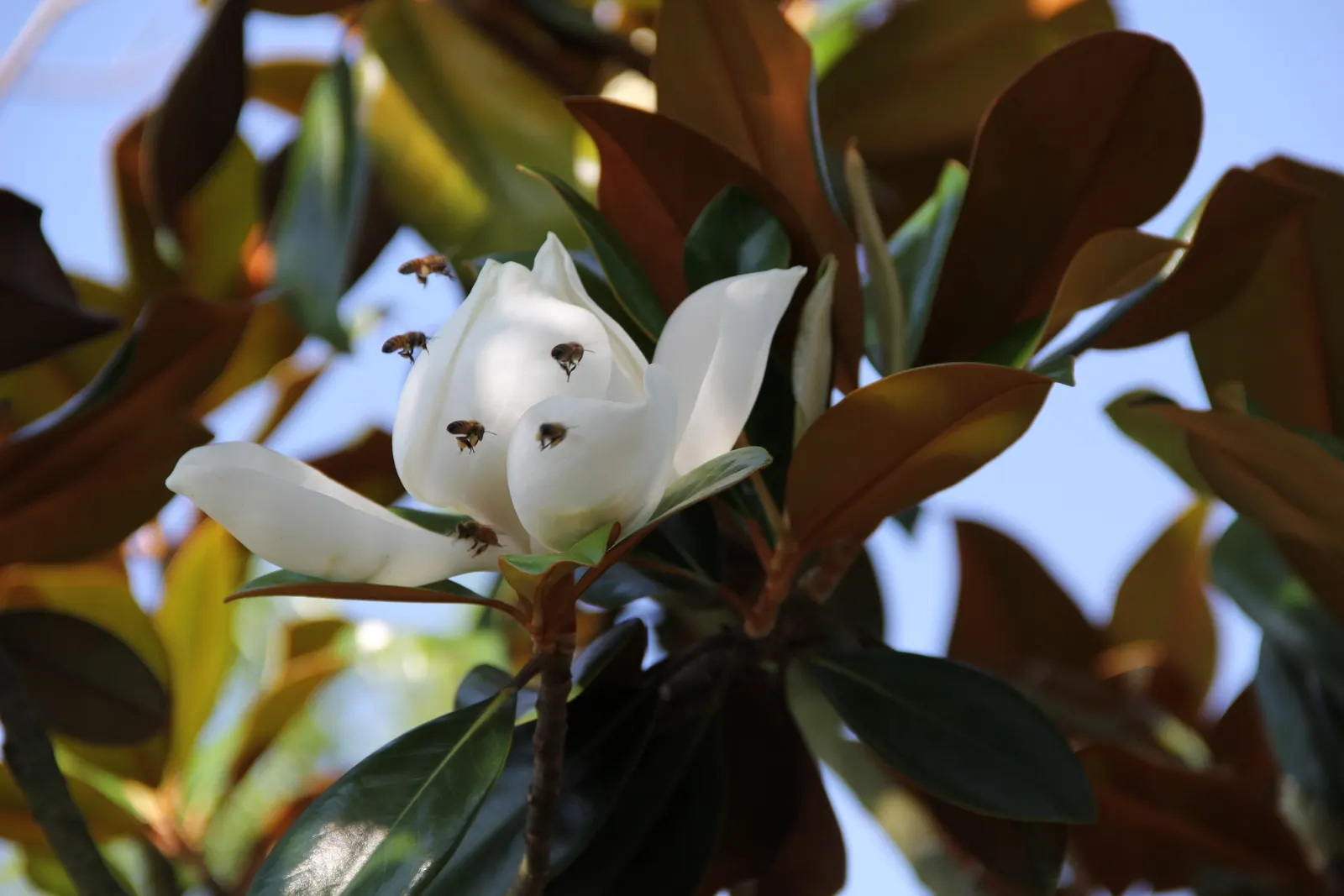 Southern Magnolia (Magnolia Grandiflora) — This stately tree thrives in full sun to partial shade and prefers well-drained, acidic soil; native to, image 49