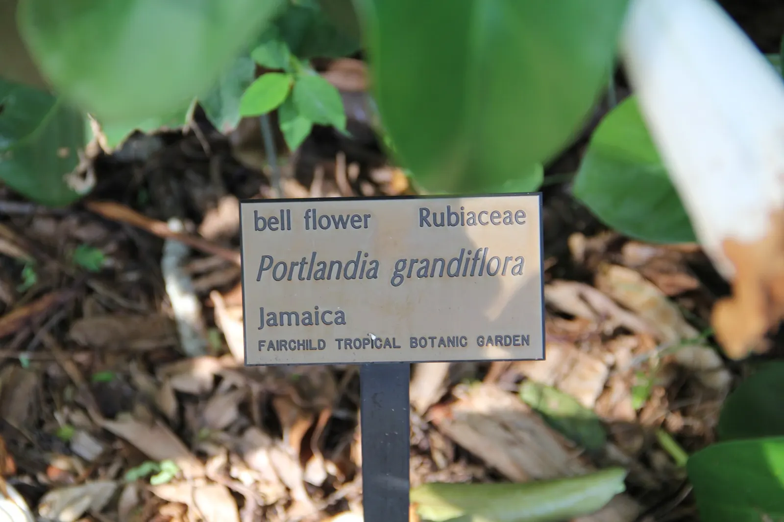 Southern Magnolia (Magnolia Grandiflora) — creamy white flowers which can span an impressive 8 to 12 inches in diameter; the Southern Magnolia, image 58