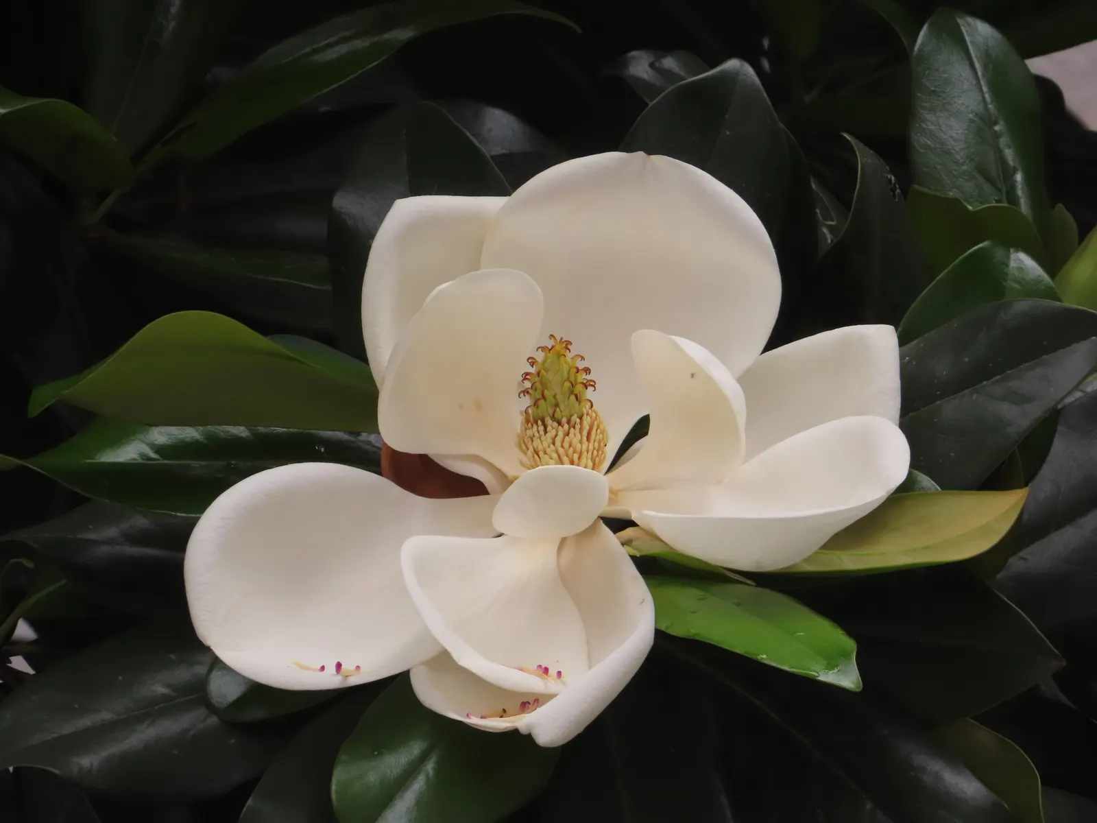 Southern Magnolia (Magnolia Grandiflora) — It boasts a pyramidal to rounded canopy and matures to heights of 60-80 feet with a spread of 30-50, image 48
