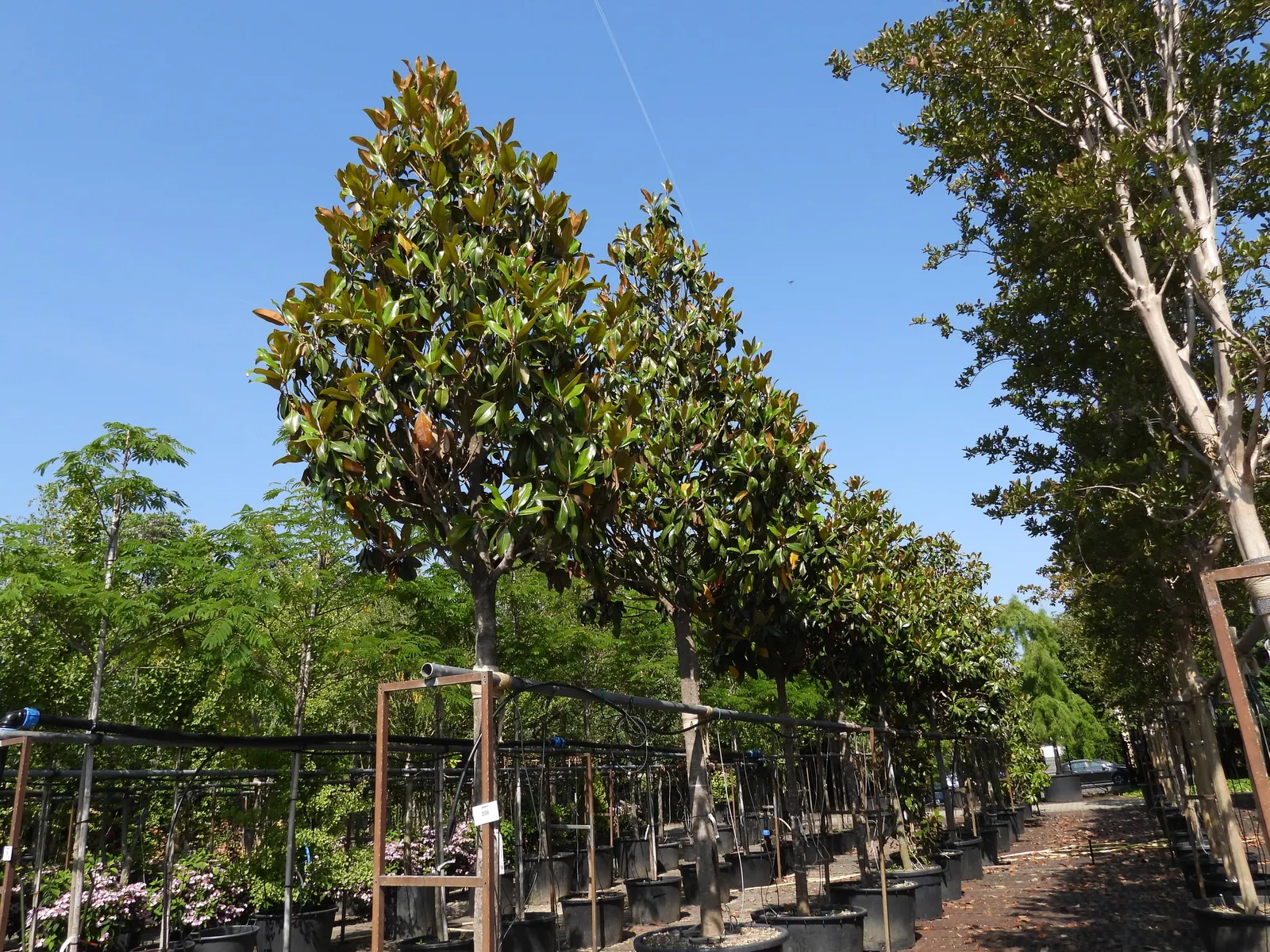 Southern Magnolia (Magnolia Grandiflora) — They are hardy in USDA zones 7 through 9; tree with white blooms