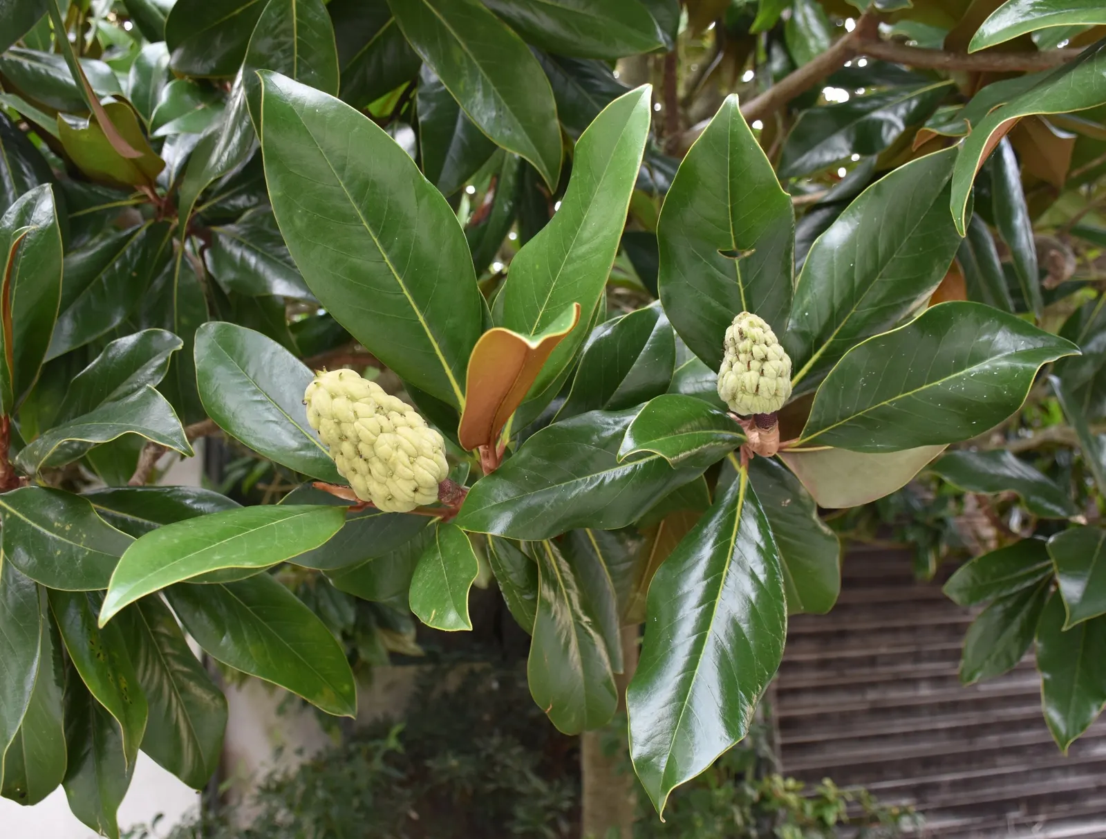 Southern Magnolia (Magnolia Grandiflora) — creamy white flowers which can span an impressive 8 to 12 inches in diameter