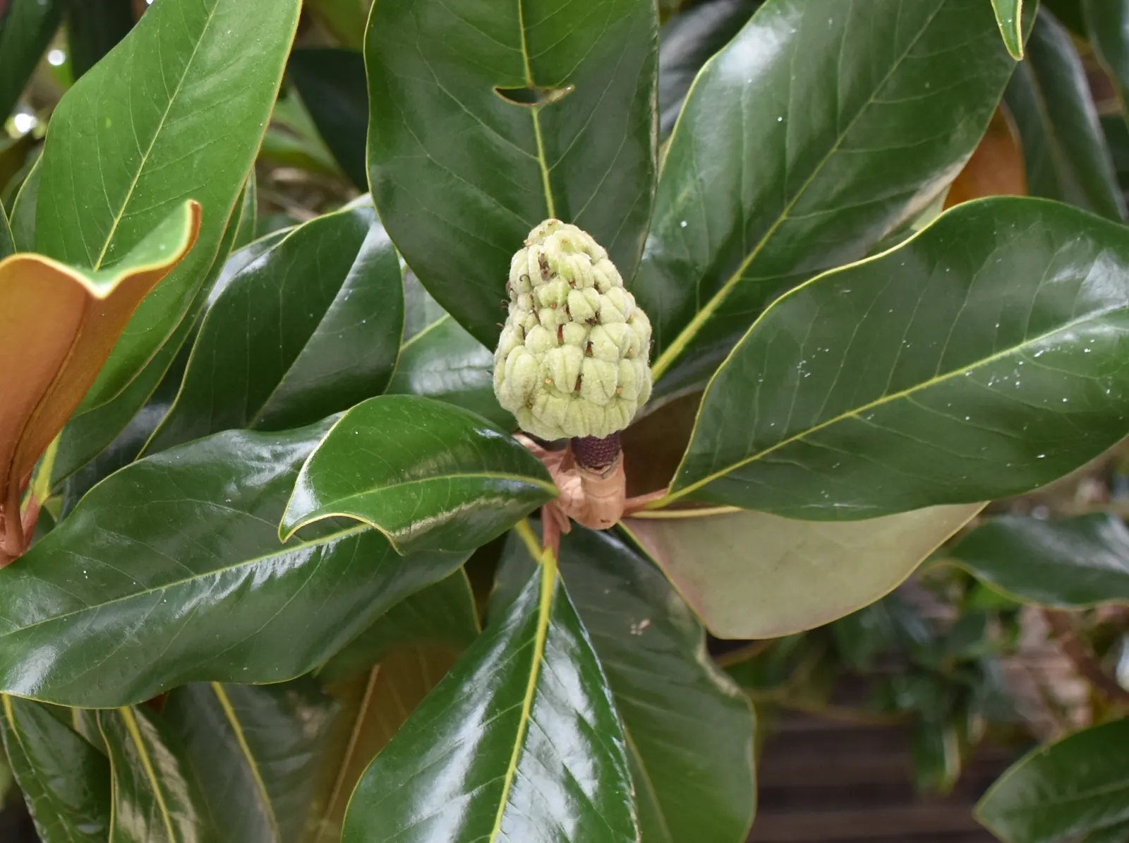 Southern Magnolia (Magnolia Grandiflora) — They are hardy in USDA zones 7 through 9