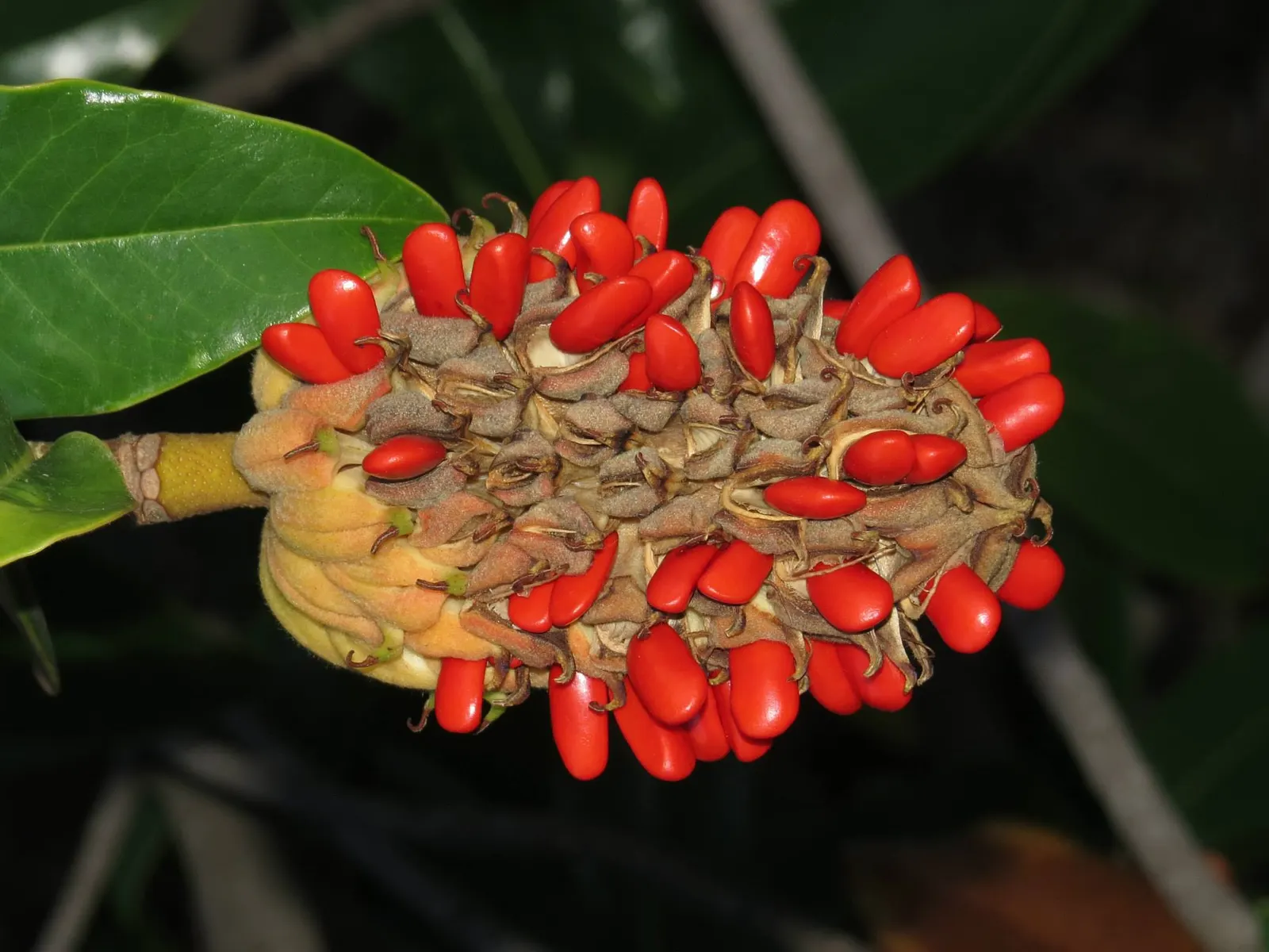 Southern Magnolia (Magnolia Grandiflora) — glossy green leaves and magnificent; this majestic tree reaches heights between 60 to 80 feet with a, image 46