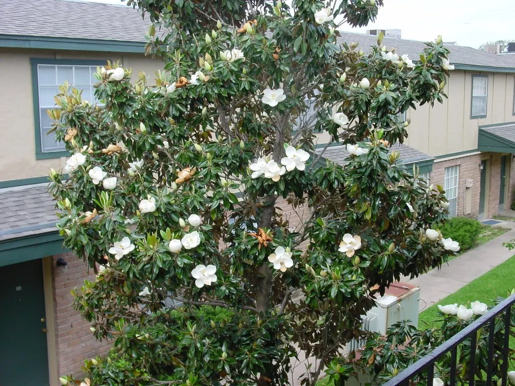 Southern Magnolia (Magnolia Grandiflora) — leathery leaves that are a dark green on the top with a rust-colored; known for their rich fragrance
