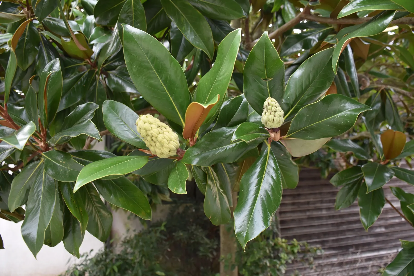 Southern Magnolia (Magnolia Grandiflora) — esteemed for its striking aesthetic and robust stature