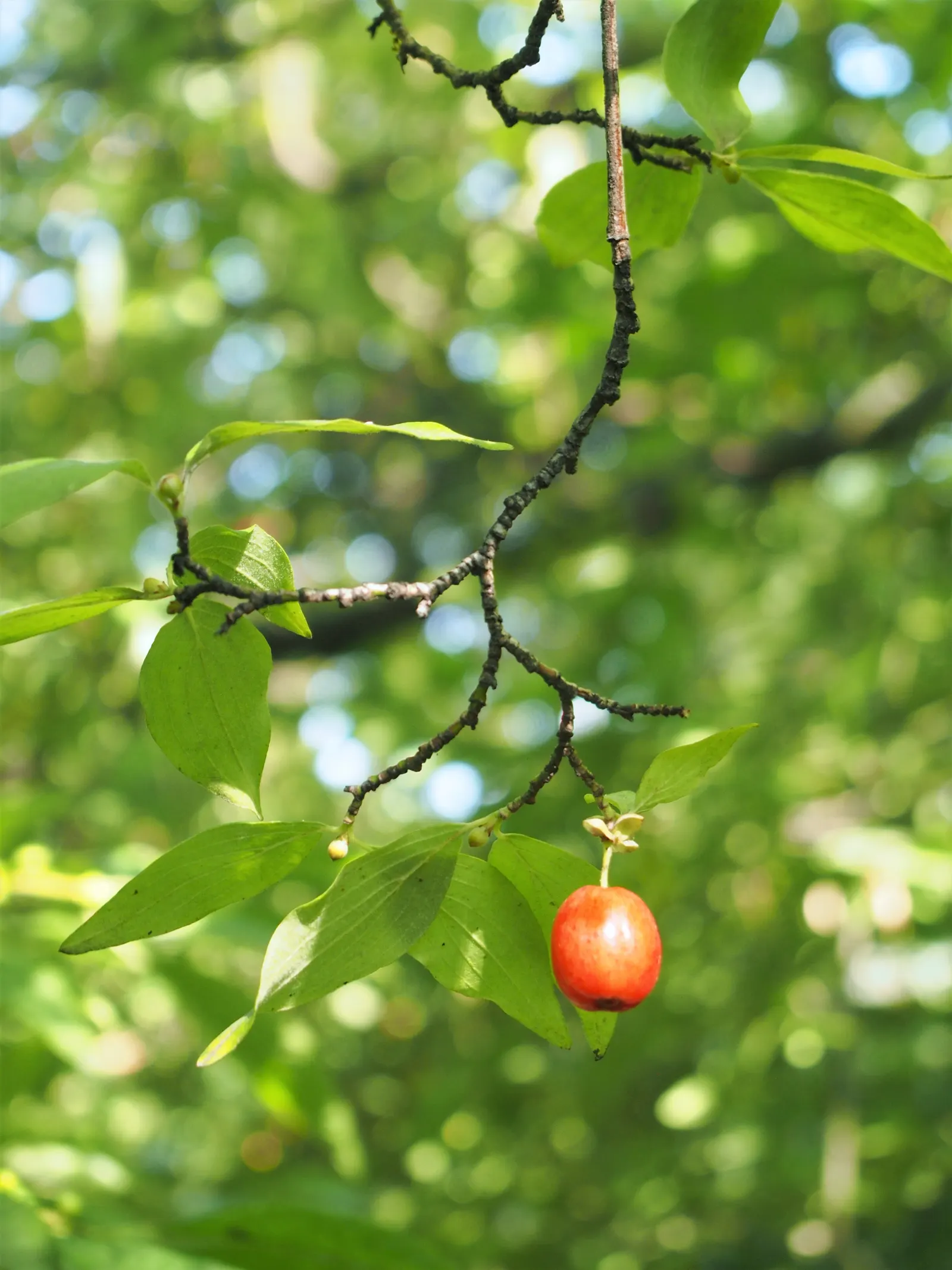 Cornelian Dogwood (Cornus Mas) — scientifically known as Cornus mas